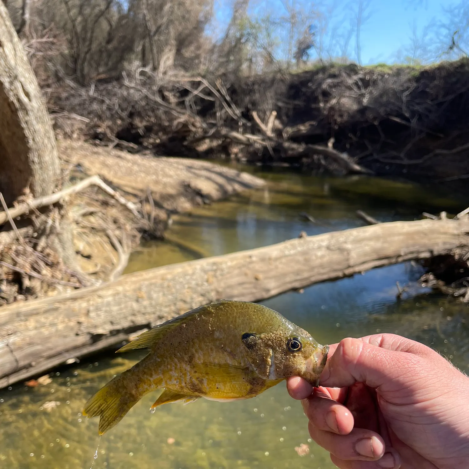 The most recent Greengill hybrid catches on Fishbrain
