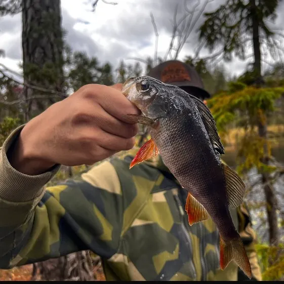 European perch caught on Fishbrain