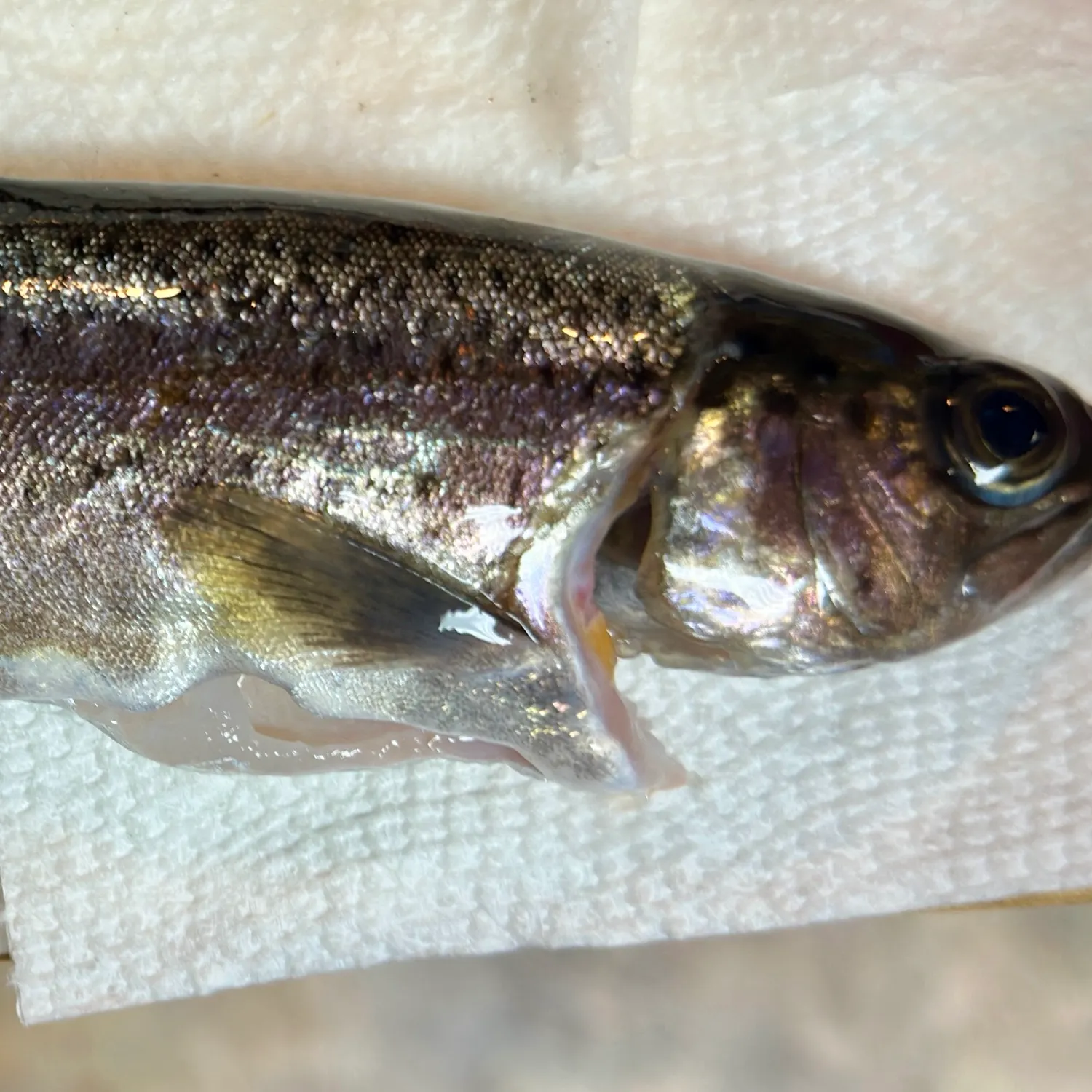 Rainbow trout caught on Fishbrain
