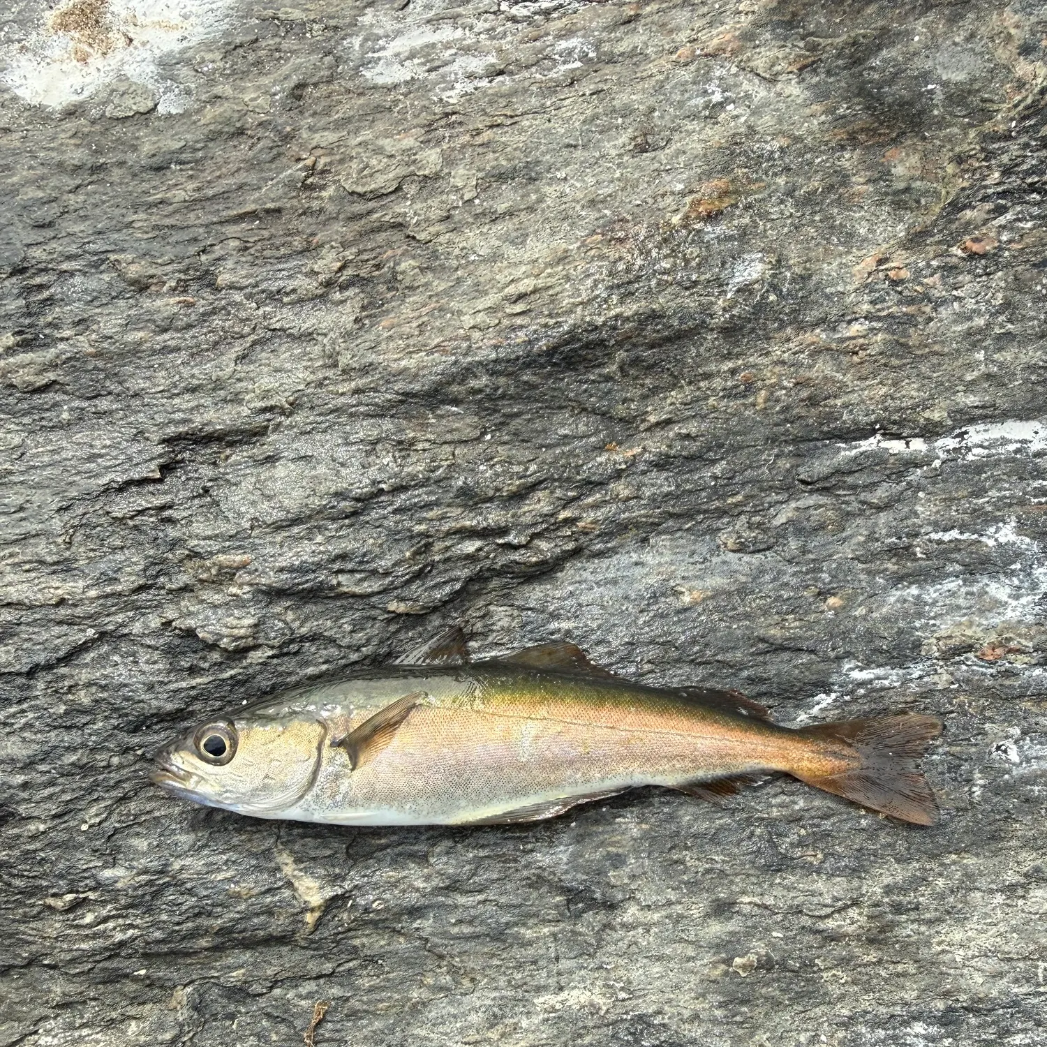 Pollack caught on Fishbrain