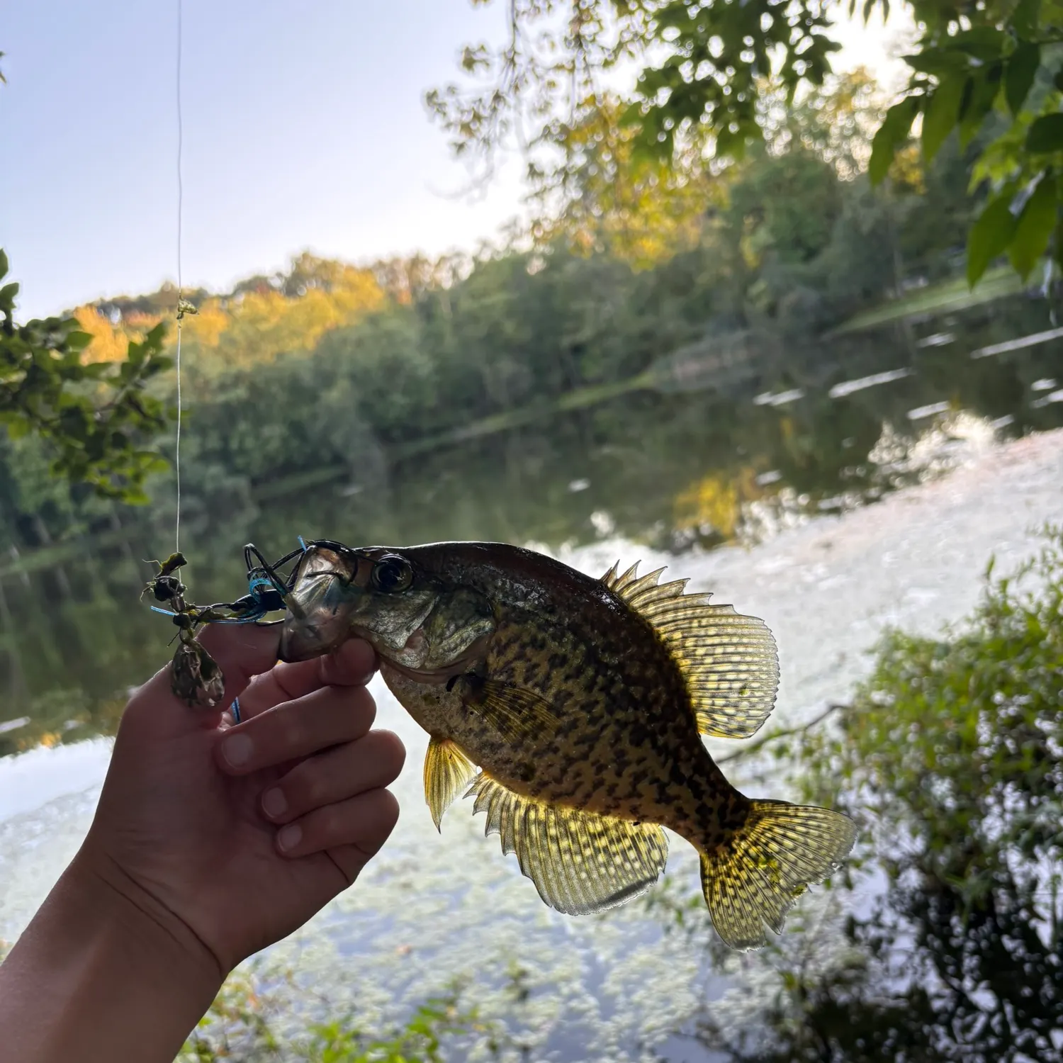 Black crappie caught on Fishbrain