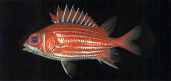 North Pacific squirrelfish
