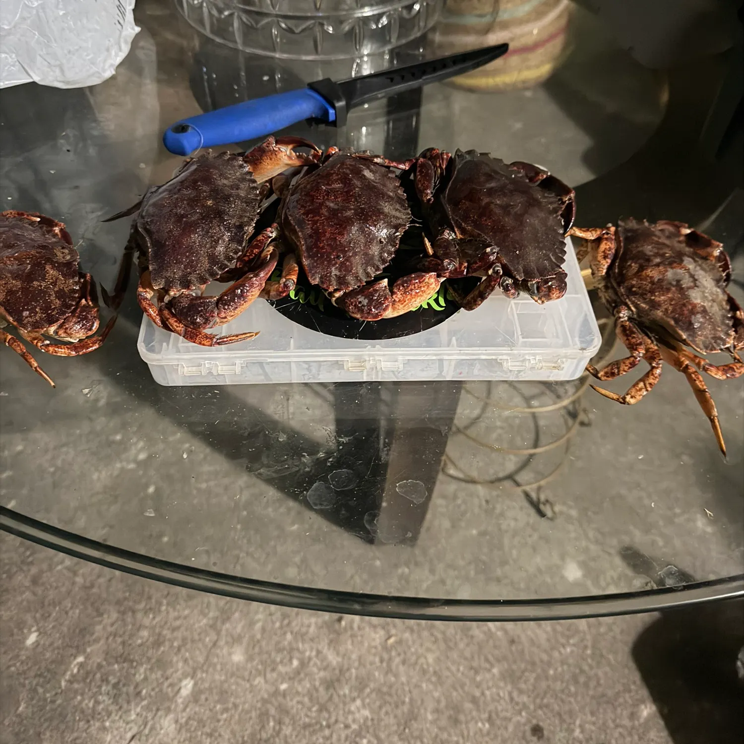 The most recent Red rock crab catches on Fishbrain