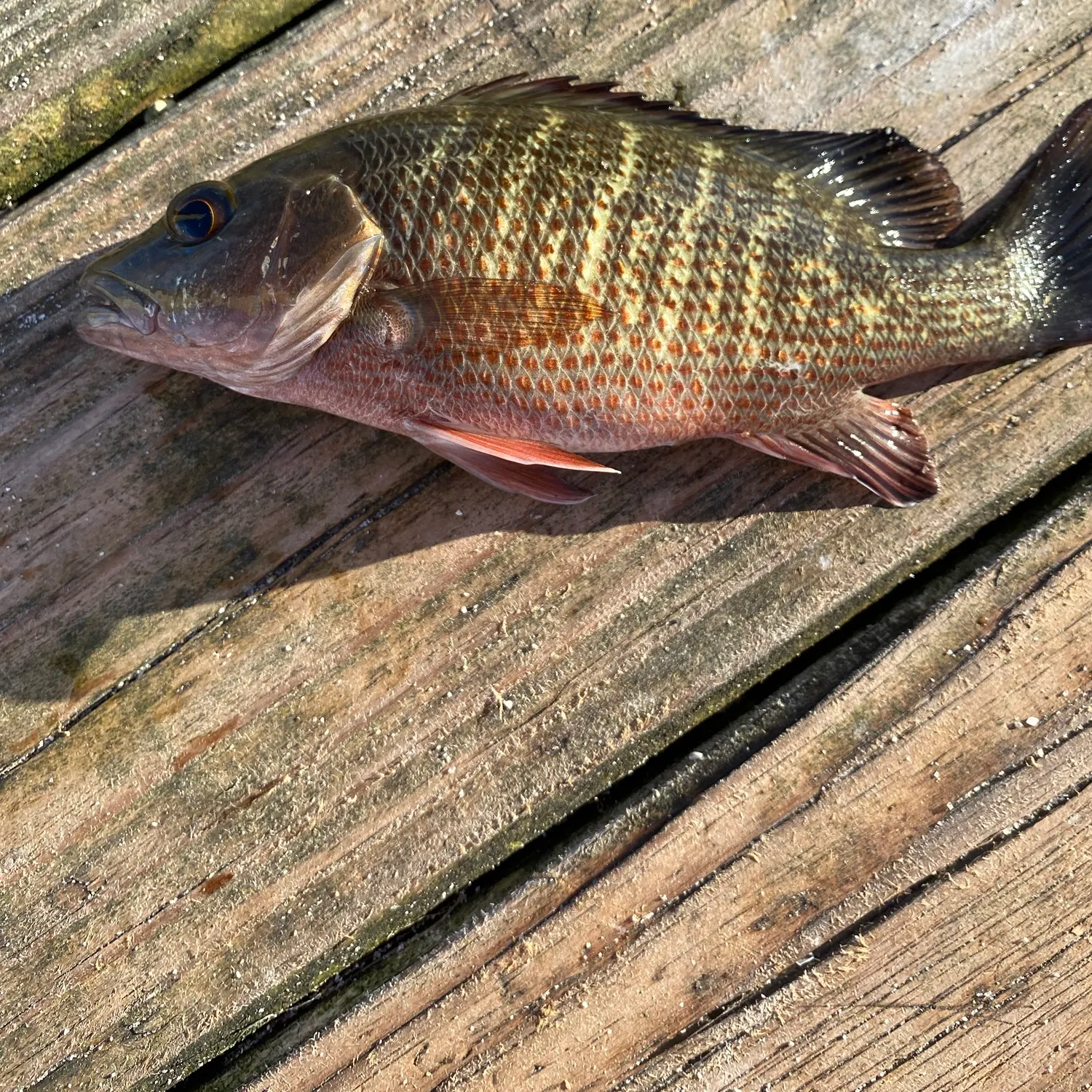 Mangrove snapper caught on Fishbrain