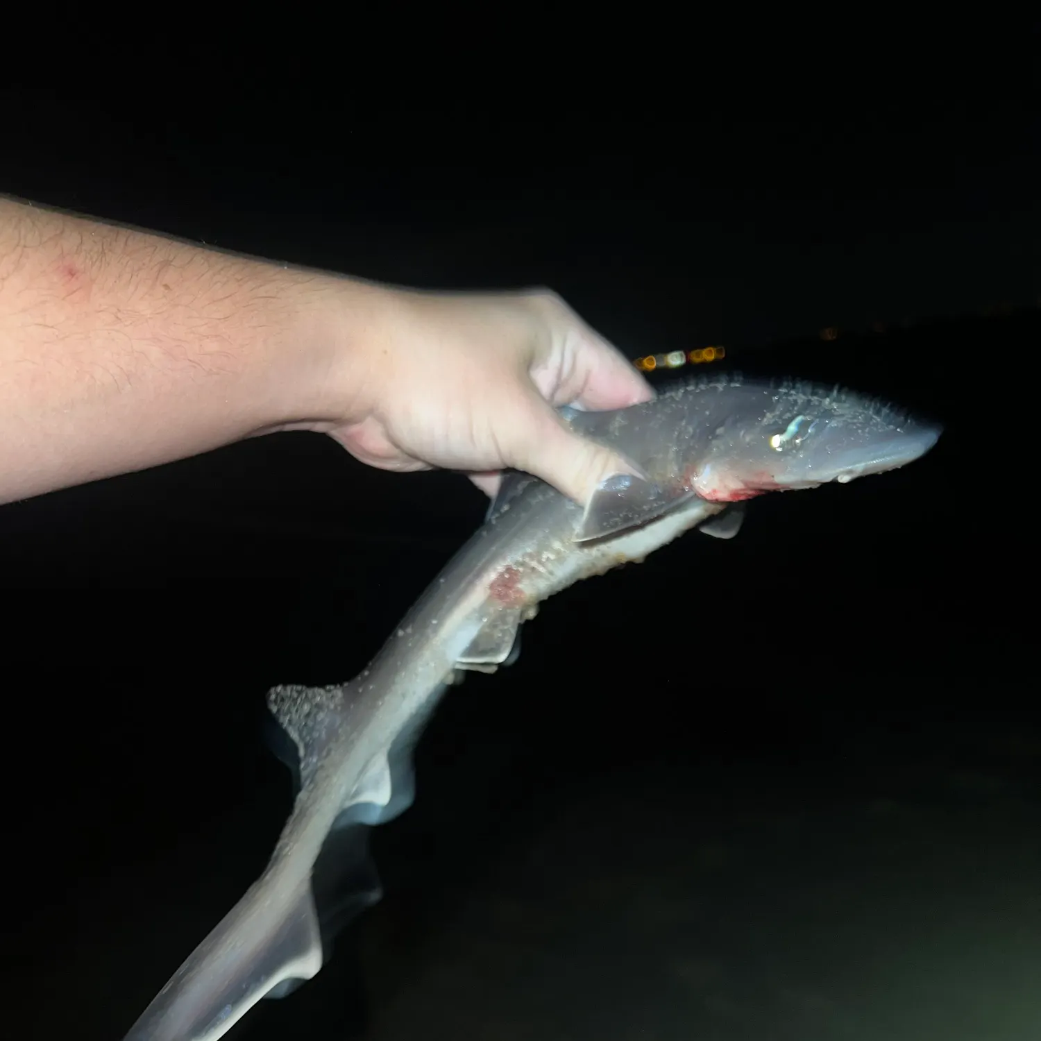 Dusky smooth-hound caught on Fishbrain
