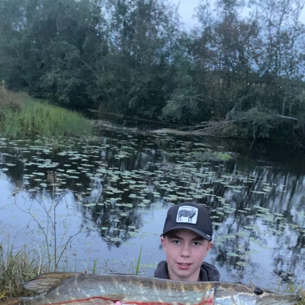 Northern pike caught on Fishbrain