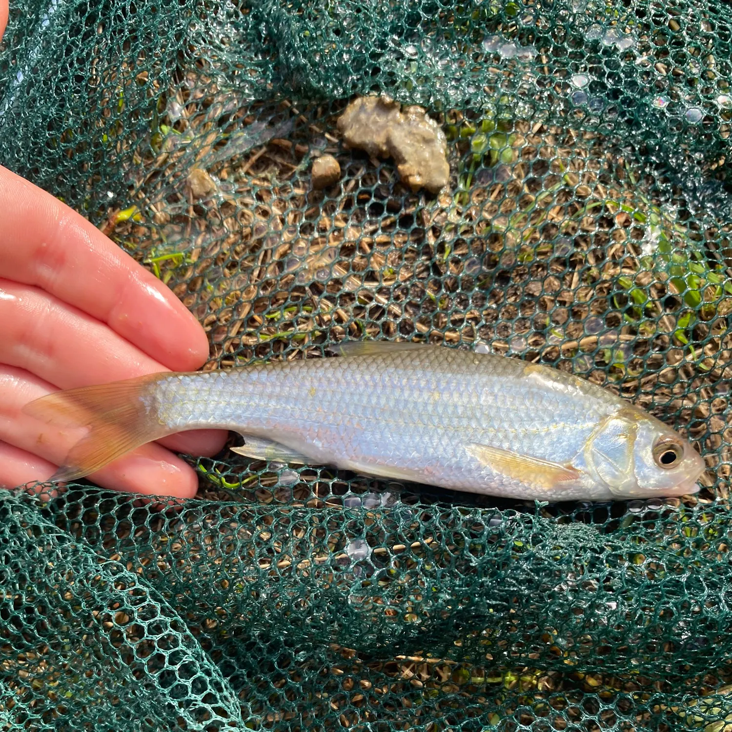 European chub caught on Fishbrain
