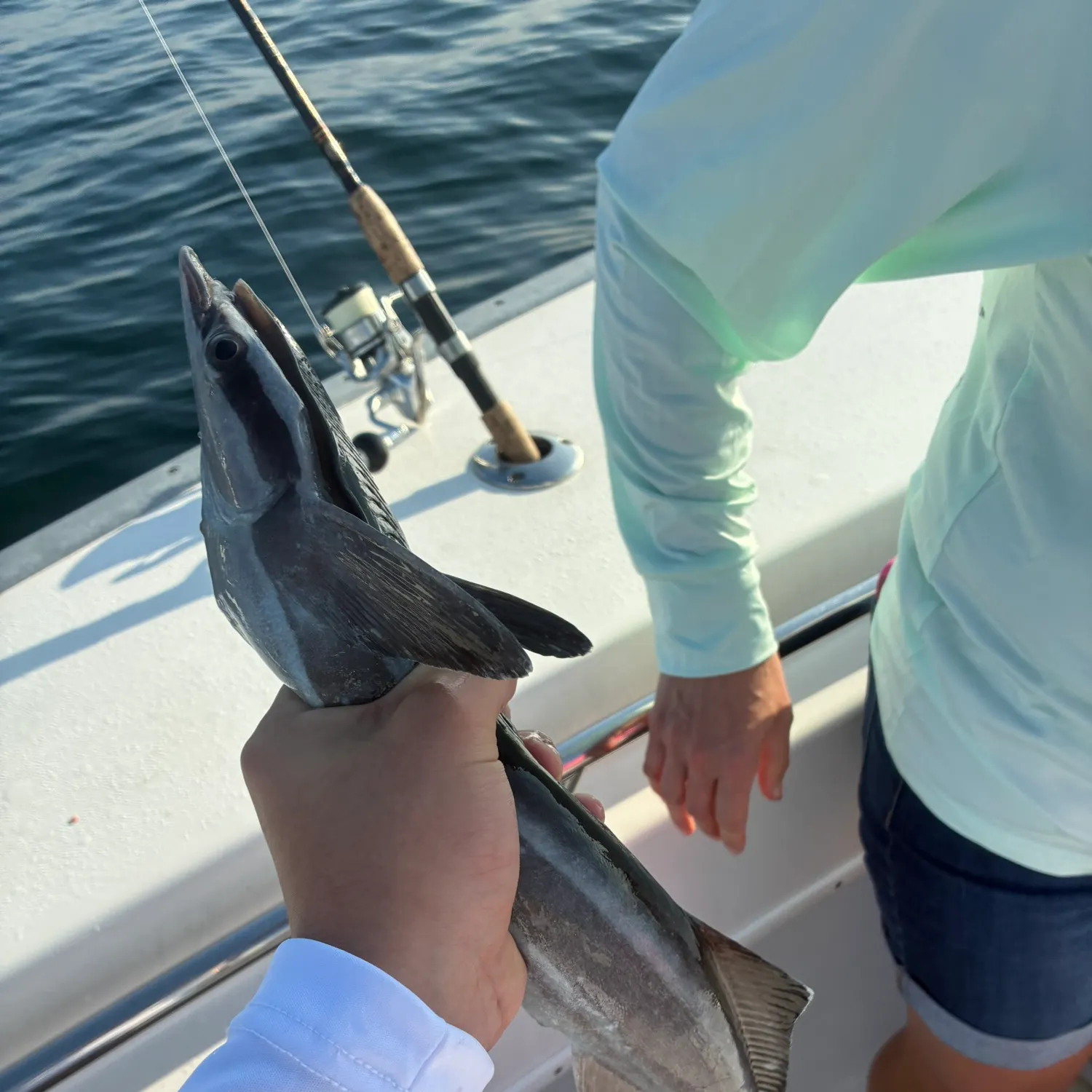 The most recent Common remora catches on Fishbrain