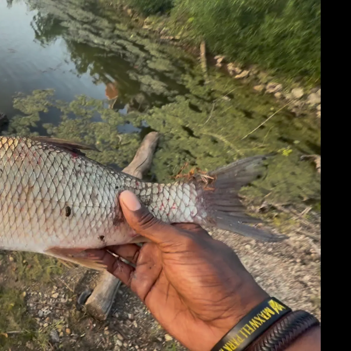 The most recent River carpsucker catches on Fishbrain
