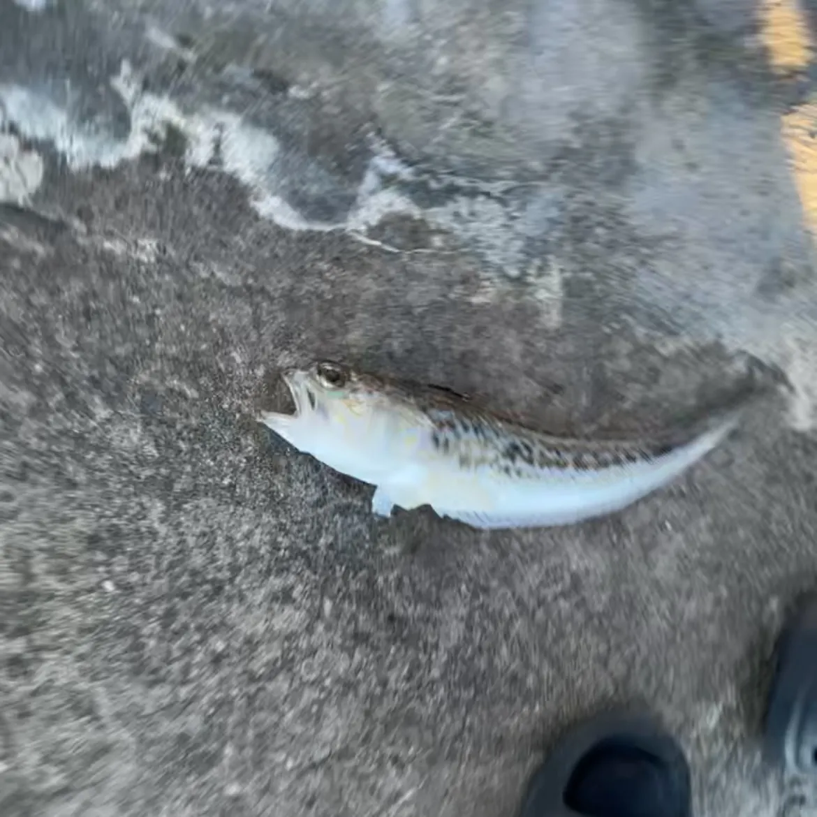 The most recent Greater weever catches on Fishbrain