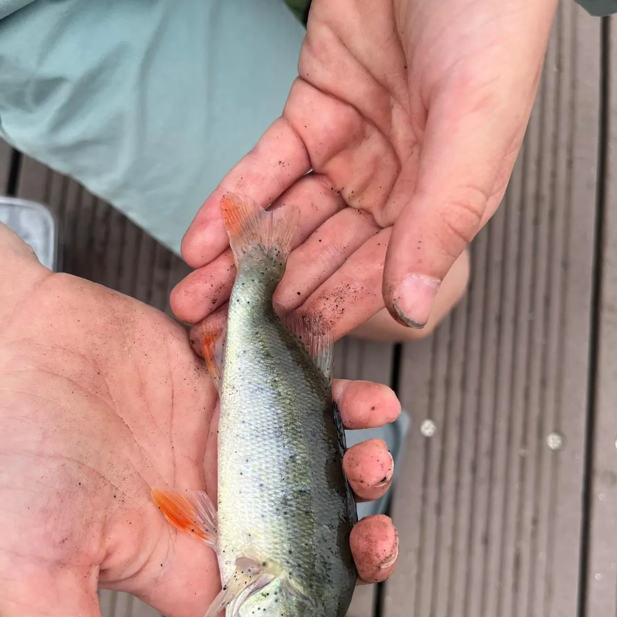 European perch caught on Fishbrain