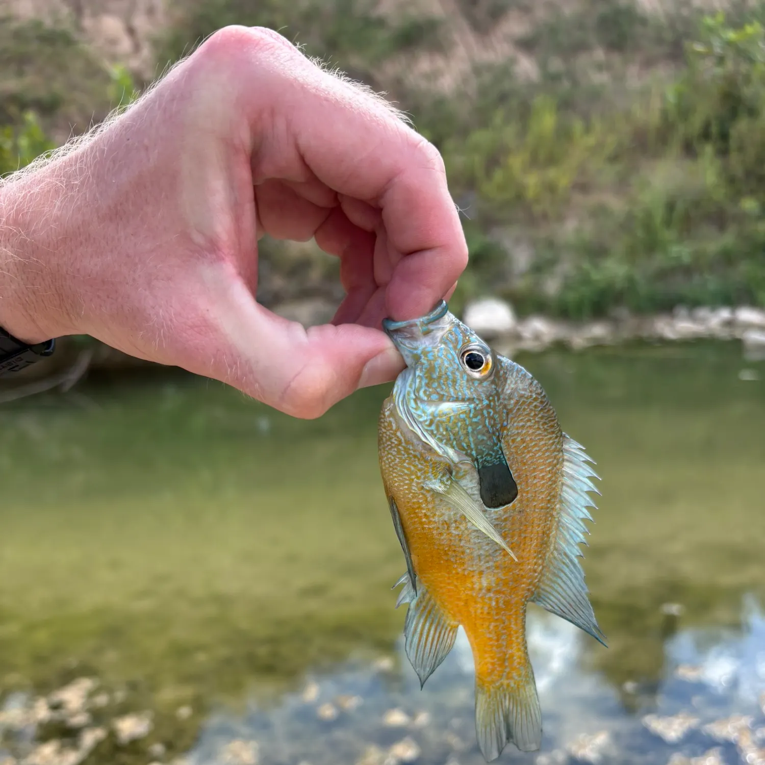 Longear sunfish caught on Fishbrain