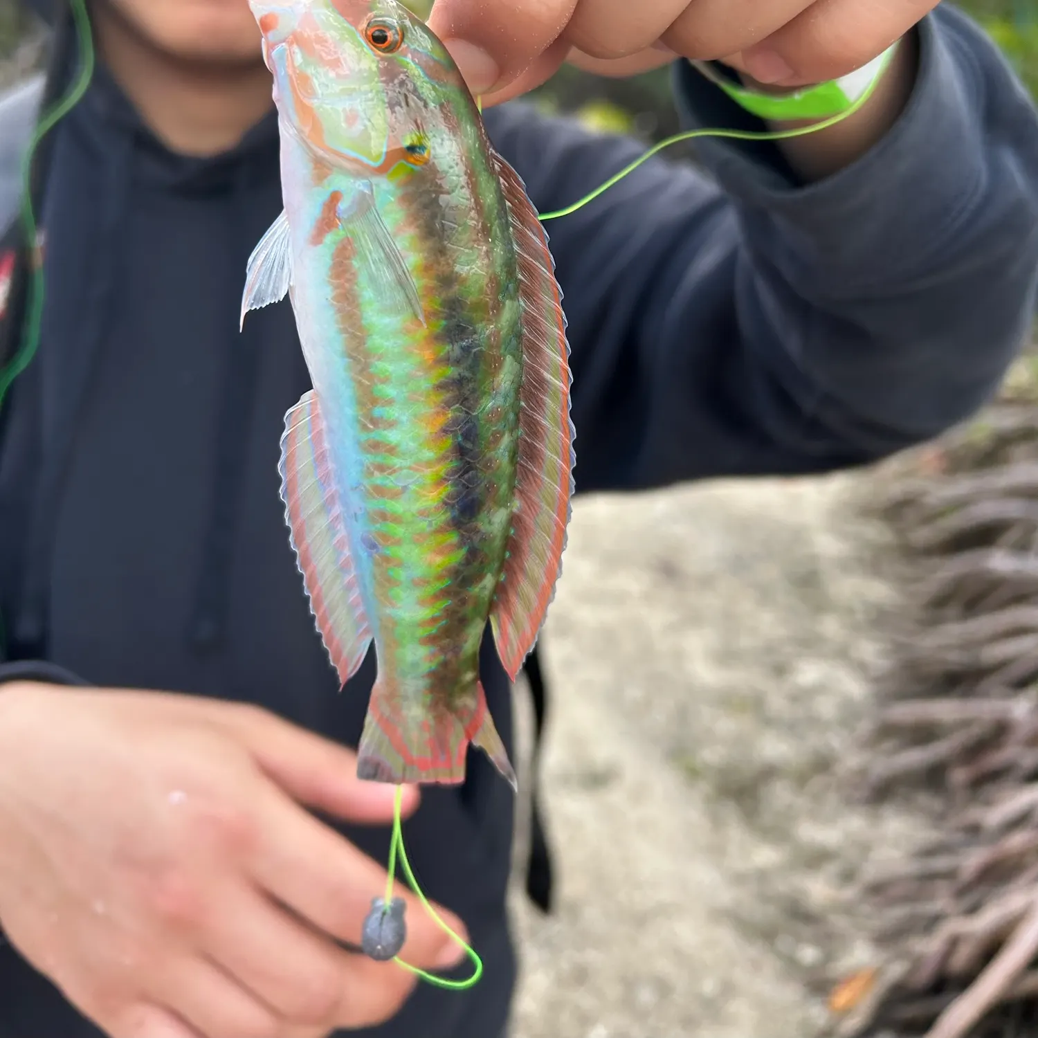 The most recent Slippery dick wrasse catches on Fishbrain
