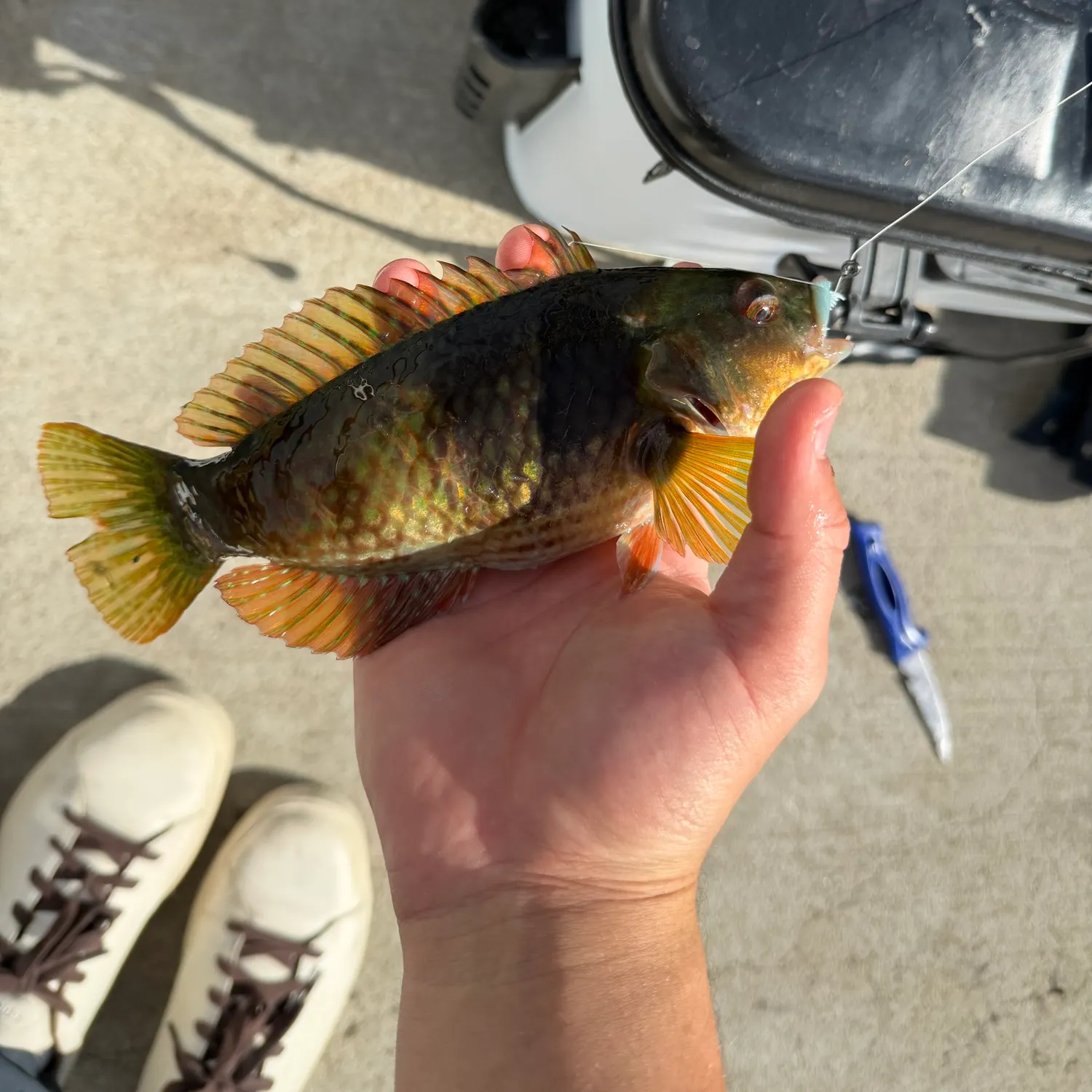 The most recent Patrician wrasse catches on Fishbrain