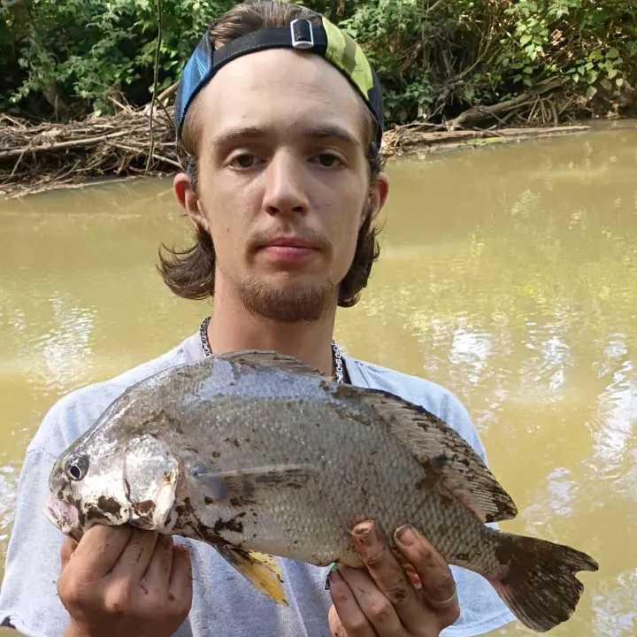 Freshwater drum caught on Fishbrain