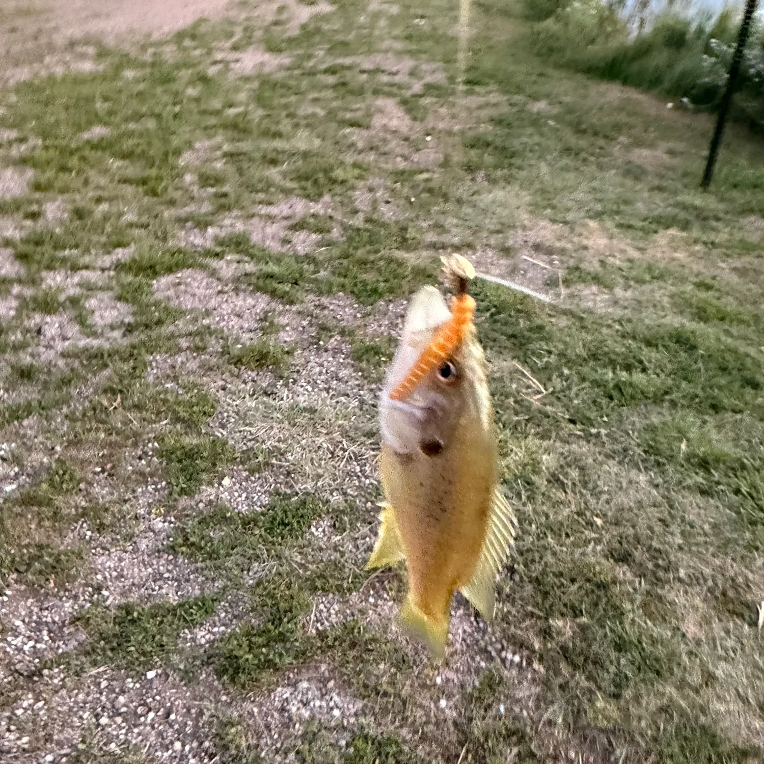 Green sunfish caught on Fishbrain