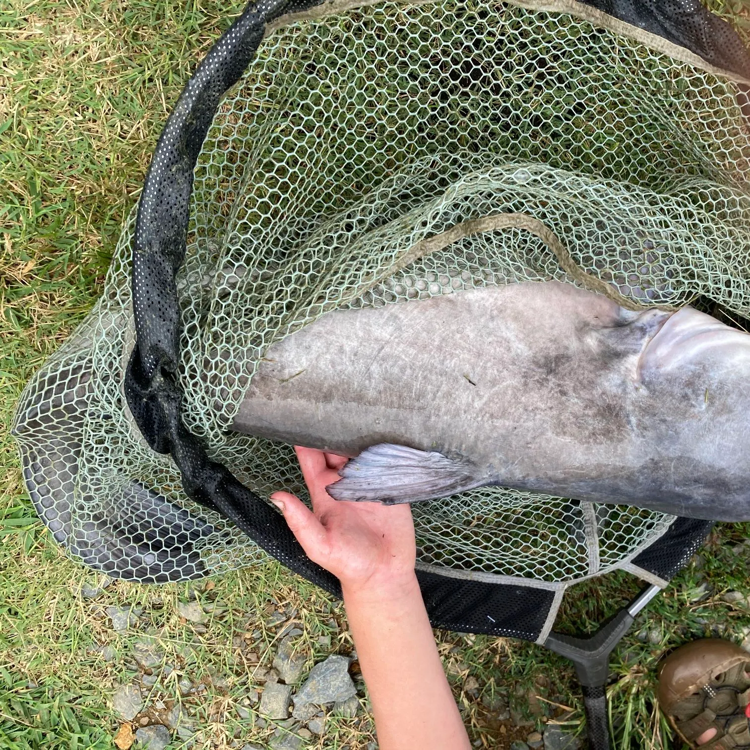 The most recent Blue catfish catches on Fishbrain