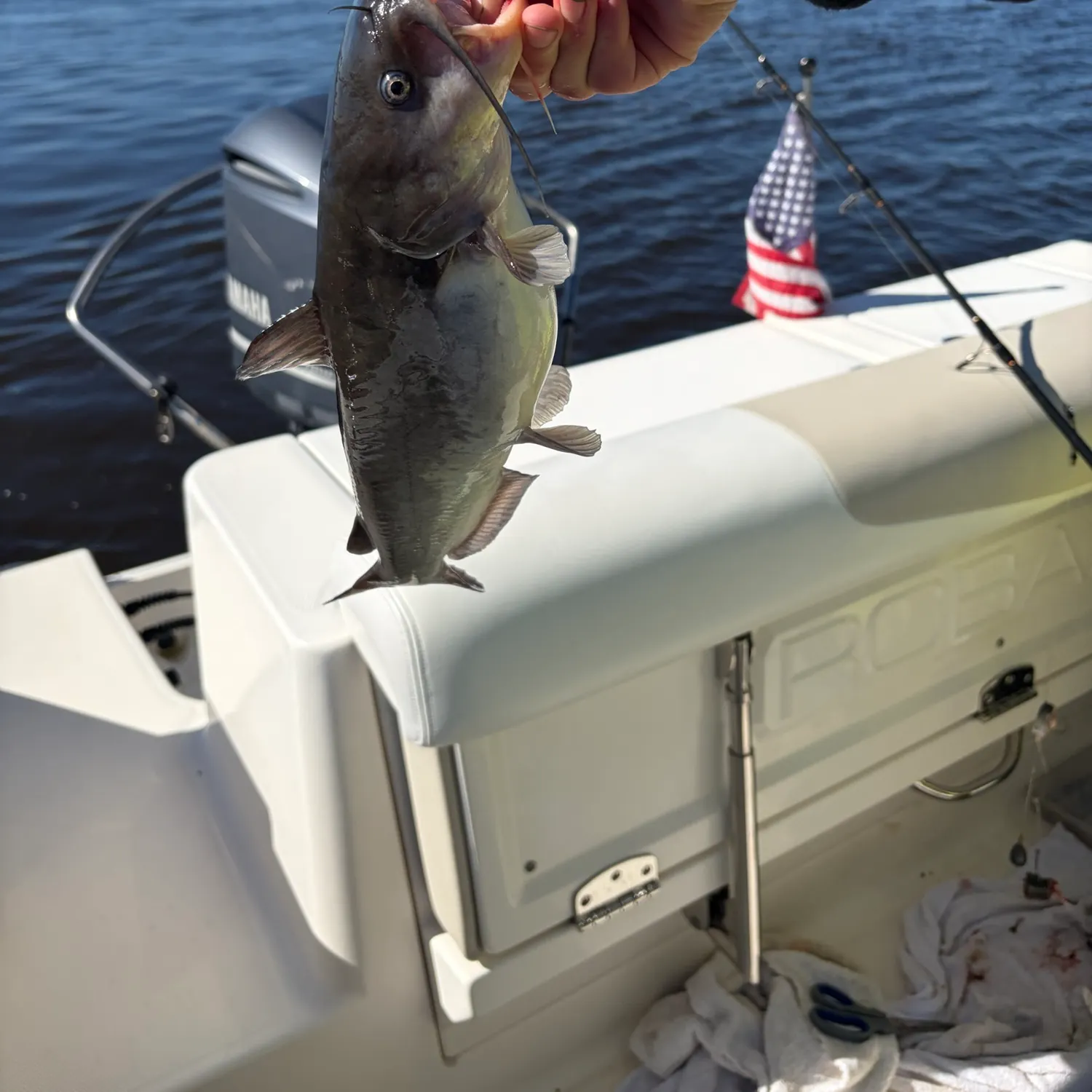 Channel catfish caught on Fishbrain