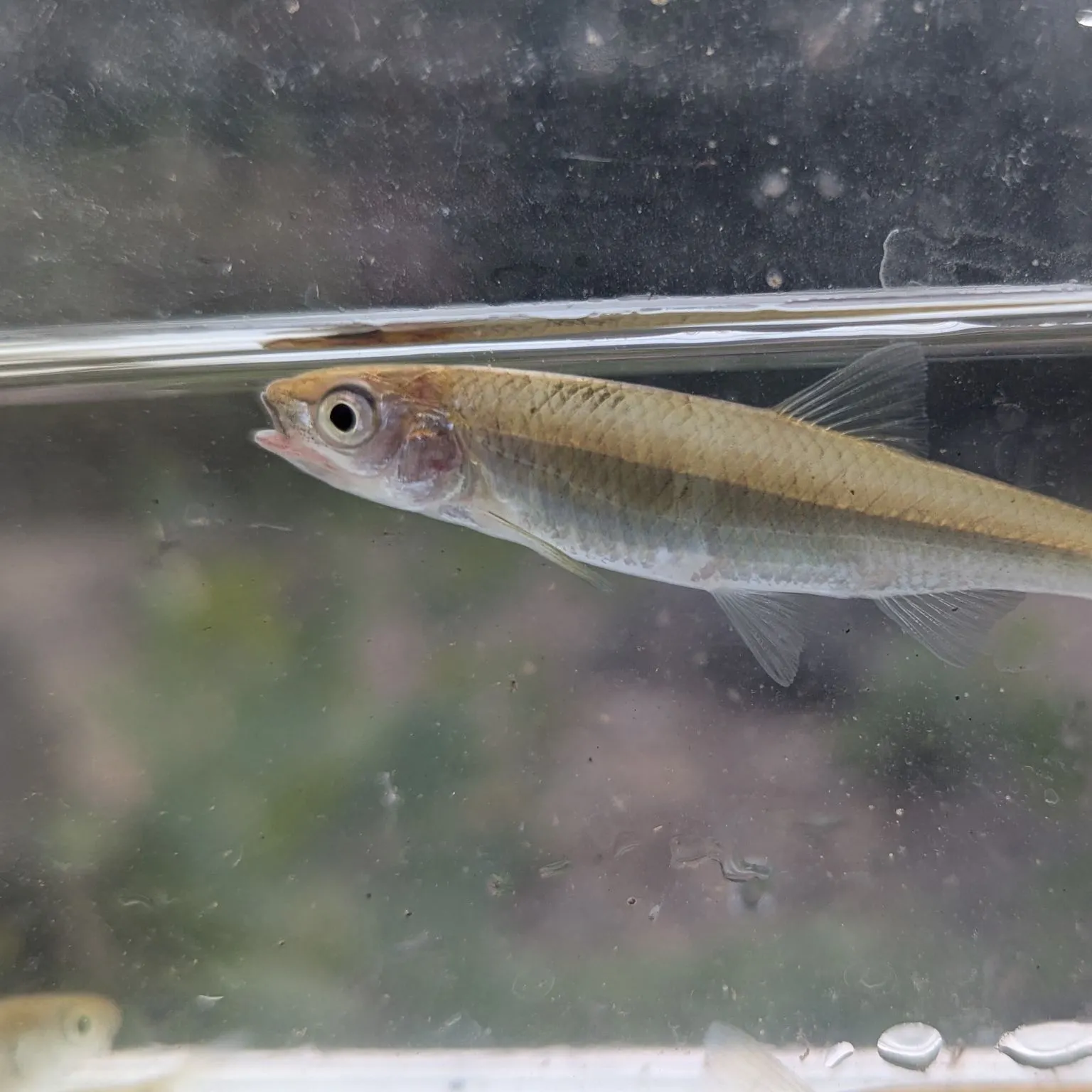 The most recent Slender blacktail shiner catches on Fishbrain