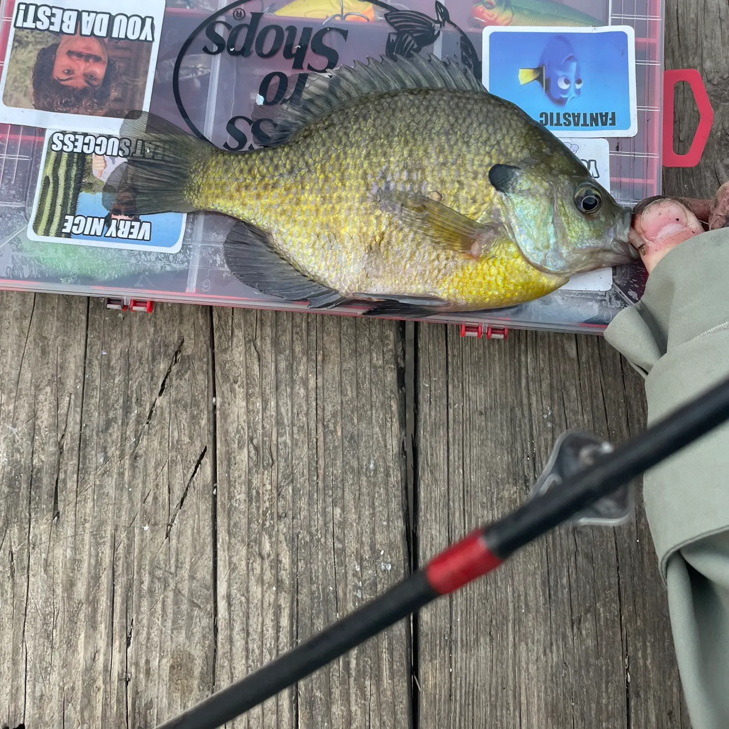 recently logged catches