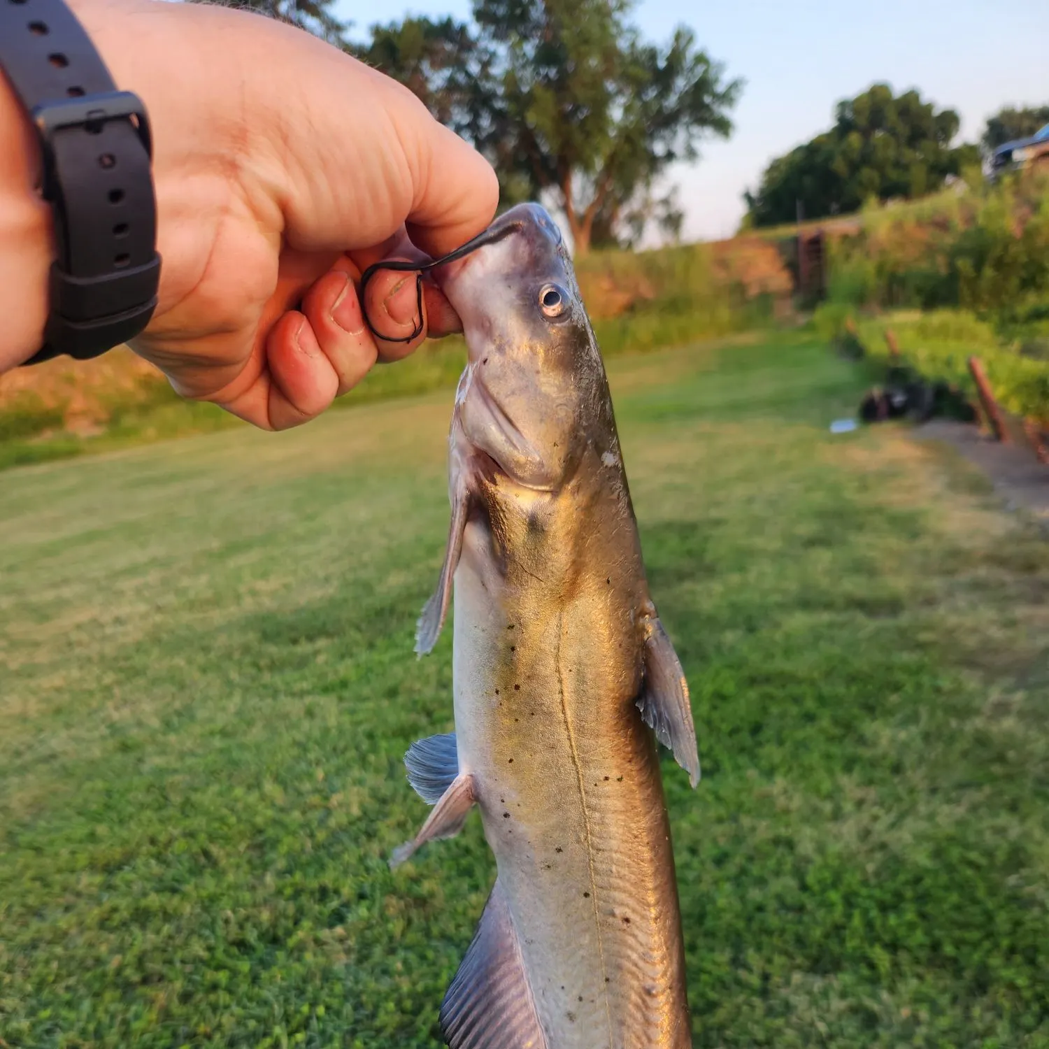 catch