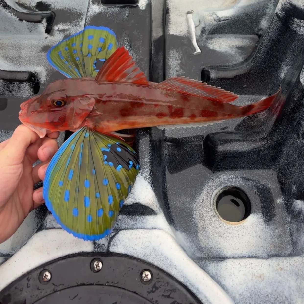 Tub gurnard caught on Fishbrain