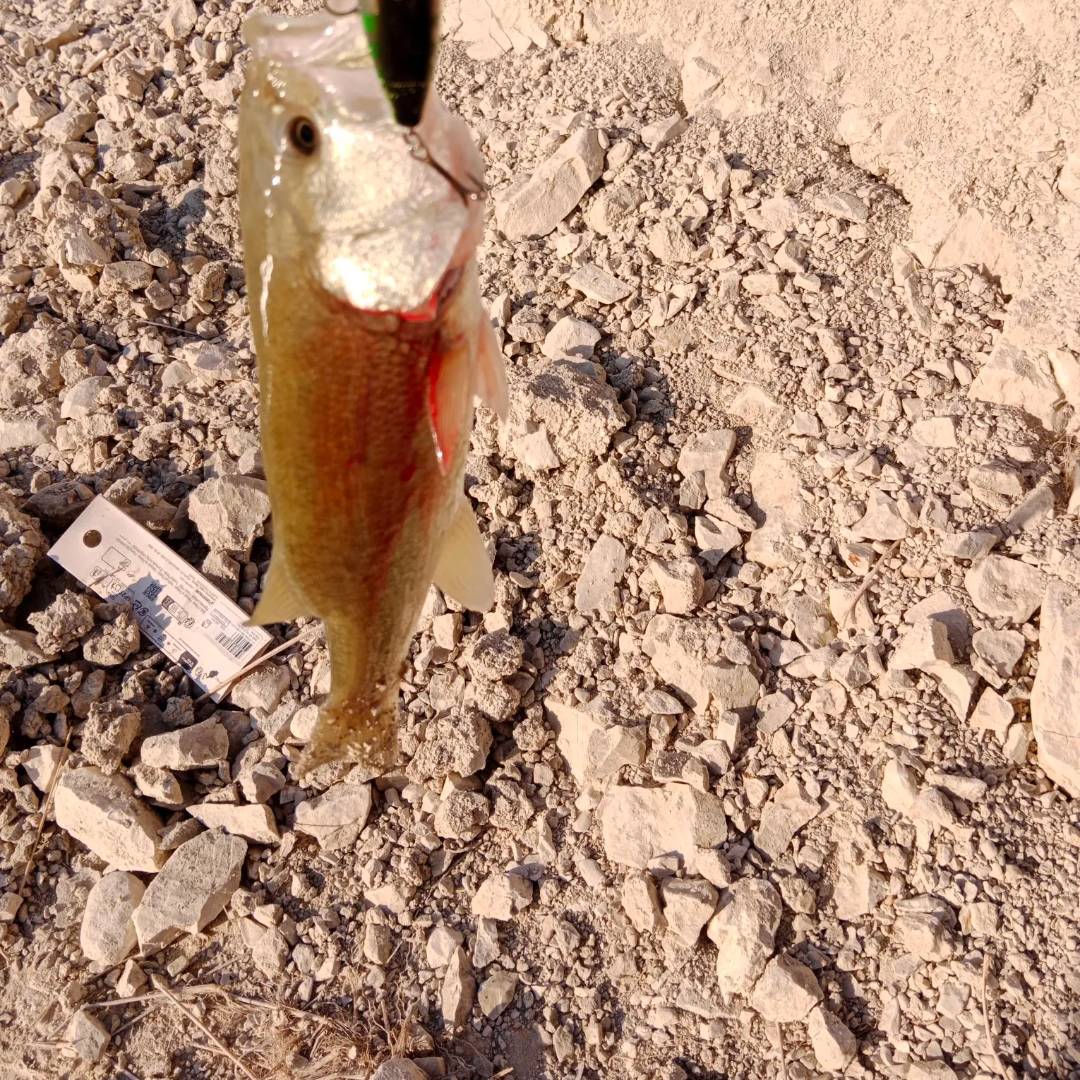 Fish caught on Fishbrain