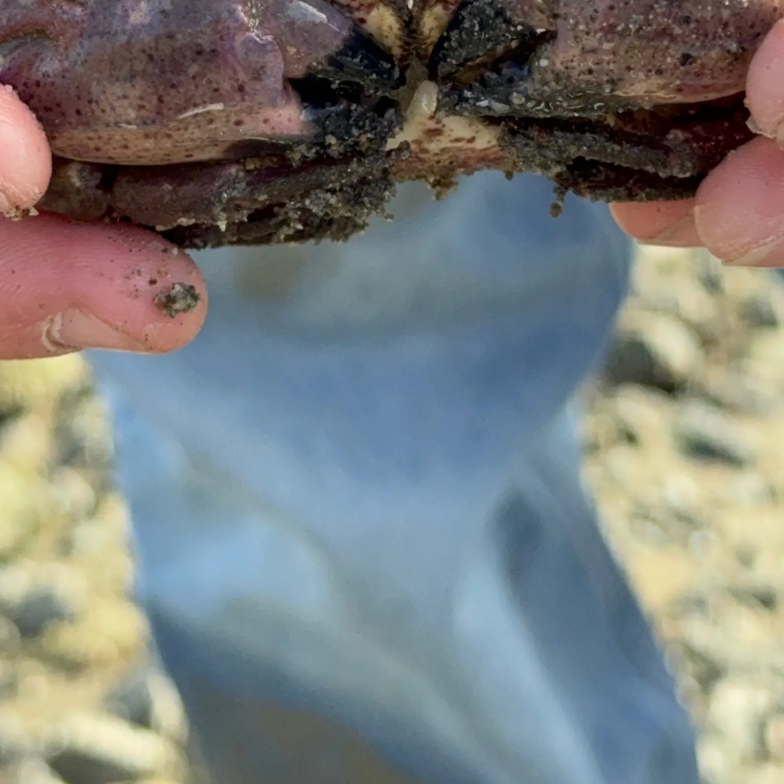 The most recent Pacific rock crab catches on Fishbrain
