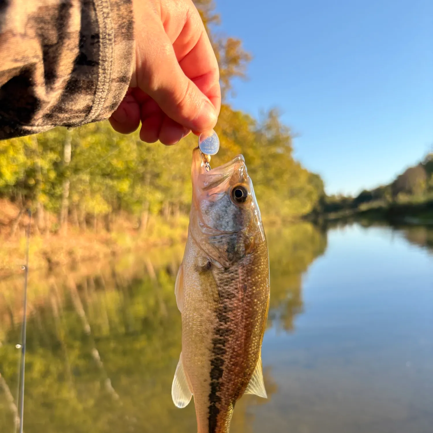 Spotted bass caught on Fishbrain