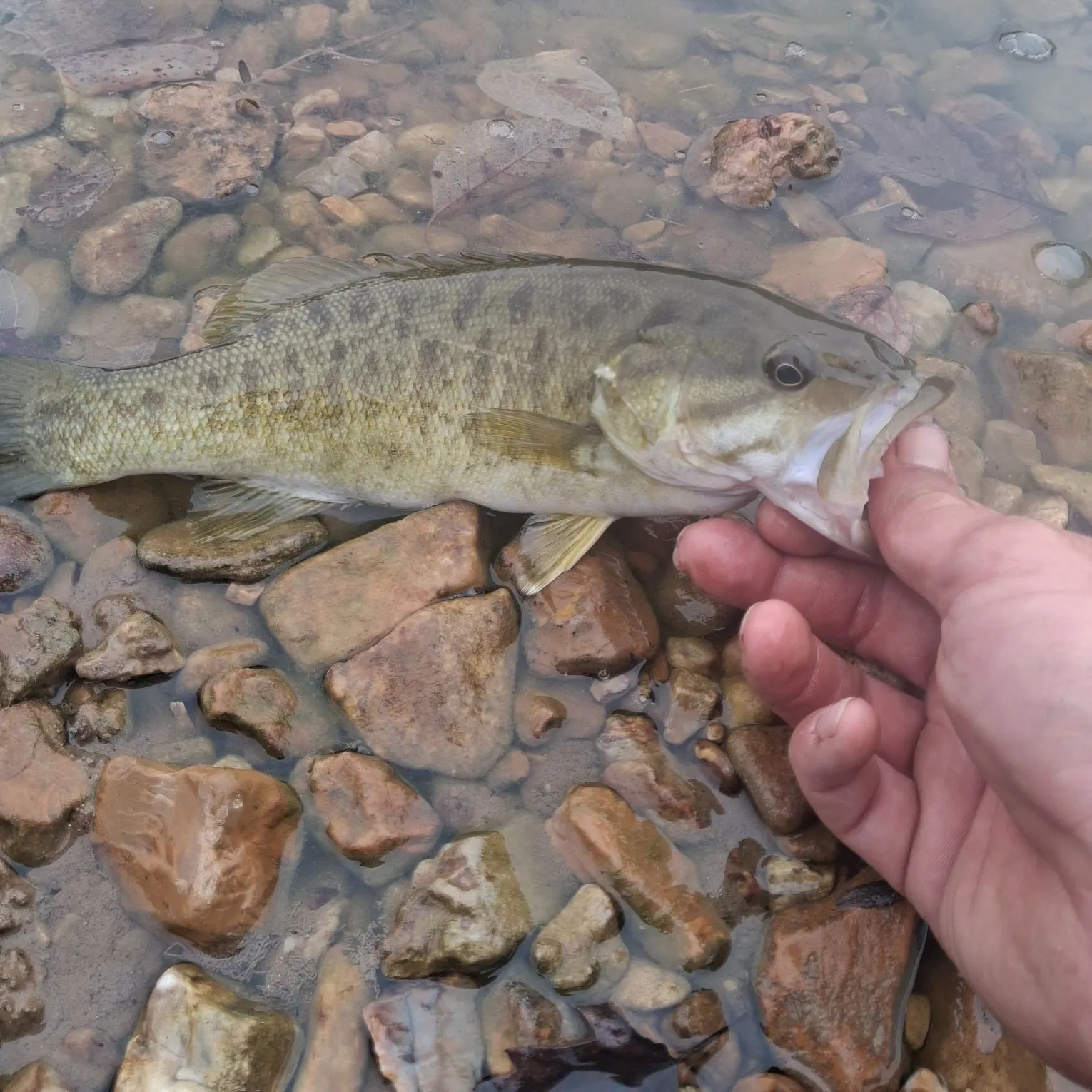 Smallmouth bass caught on Fishbrain