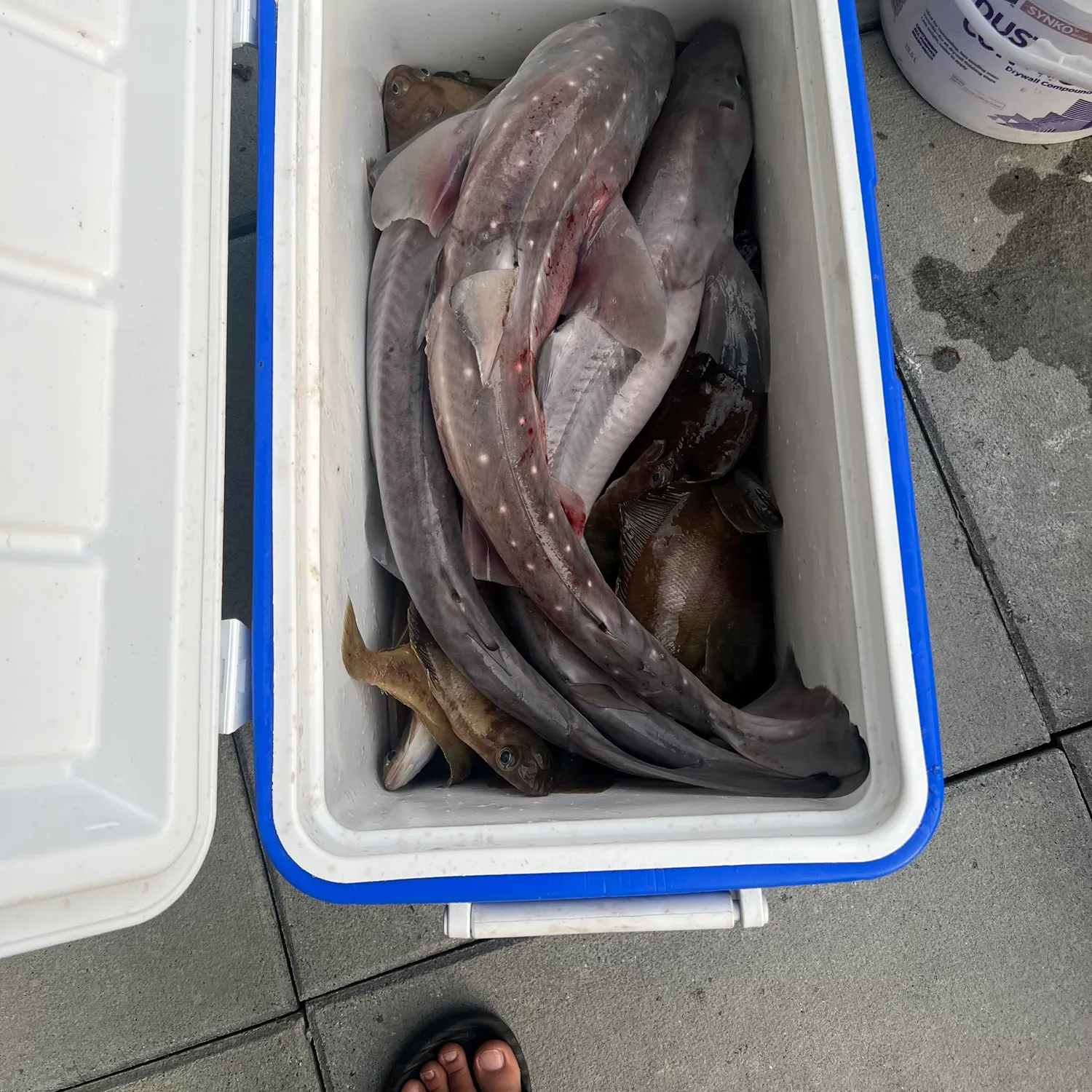 The most recent Pacific spiny dogfish catches on Fishbrain