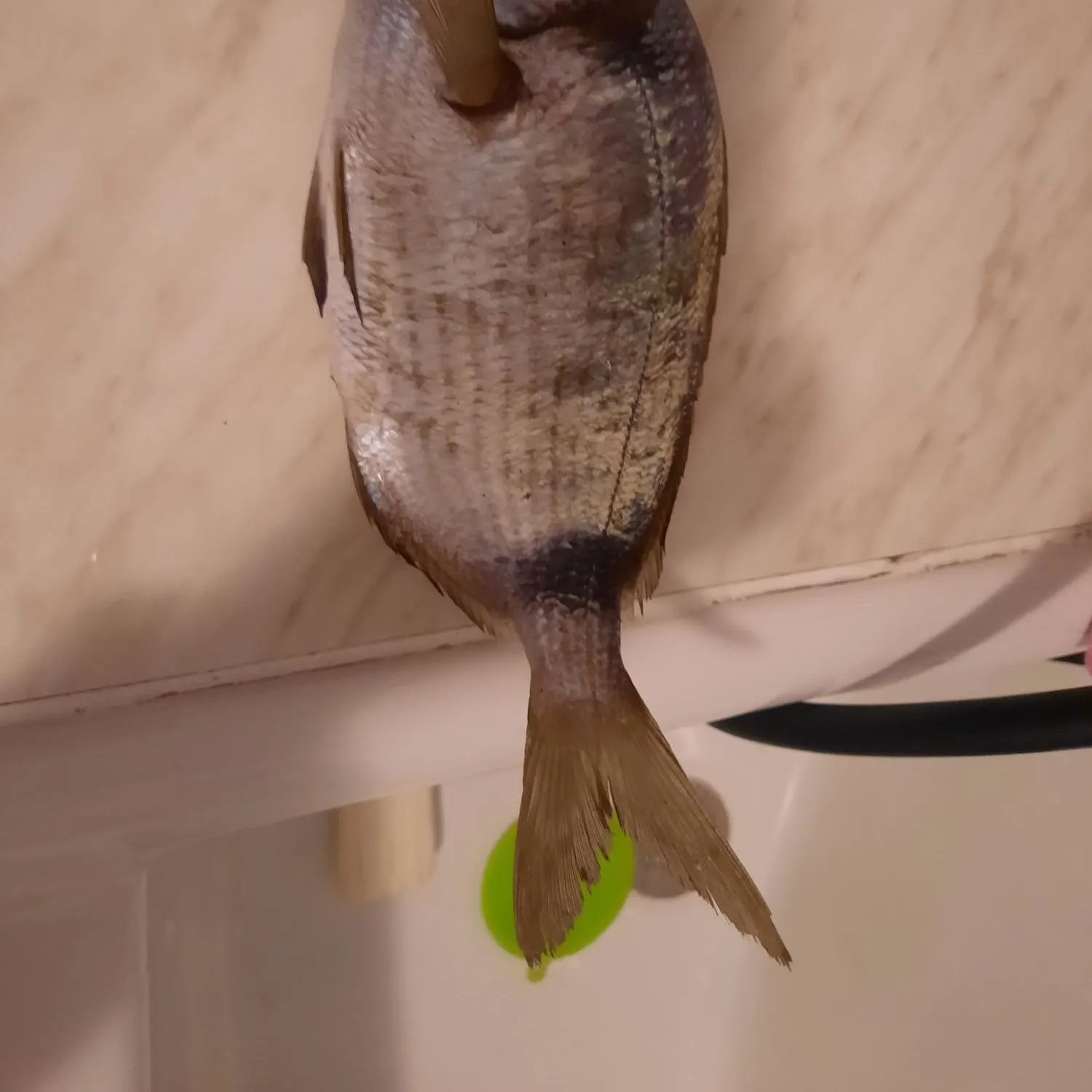 The most recent Common two-banded seabream catches on Fishbrain