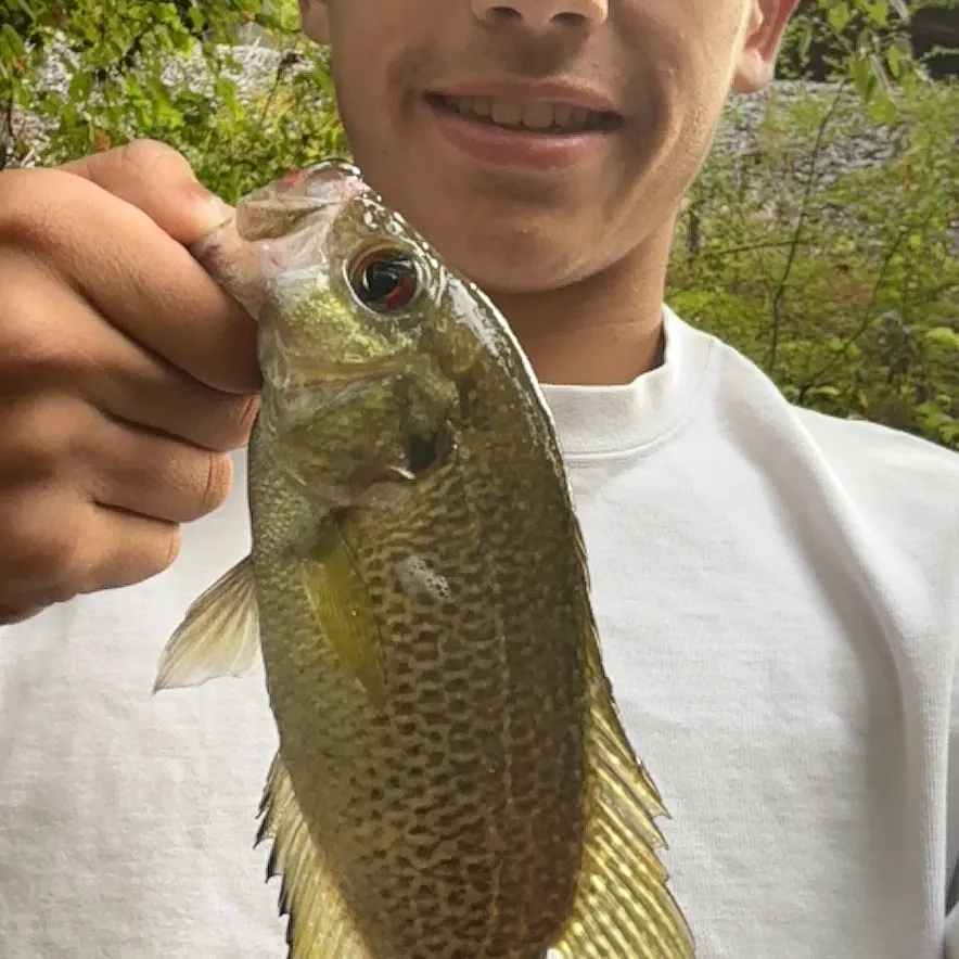 Rock bass caught on Fishbrain