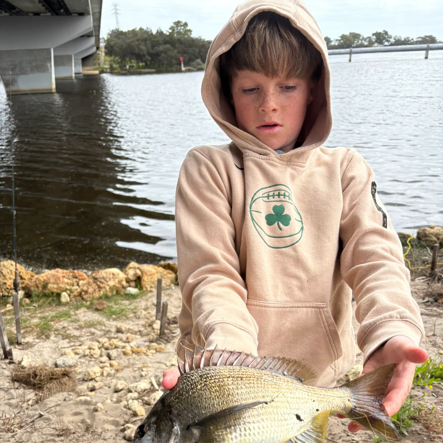 Southern black bream caught on Fishbrain