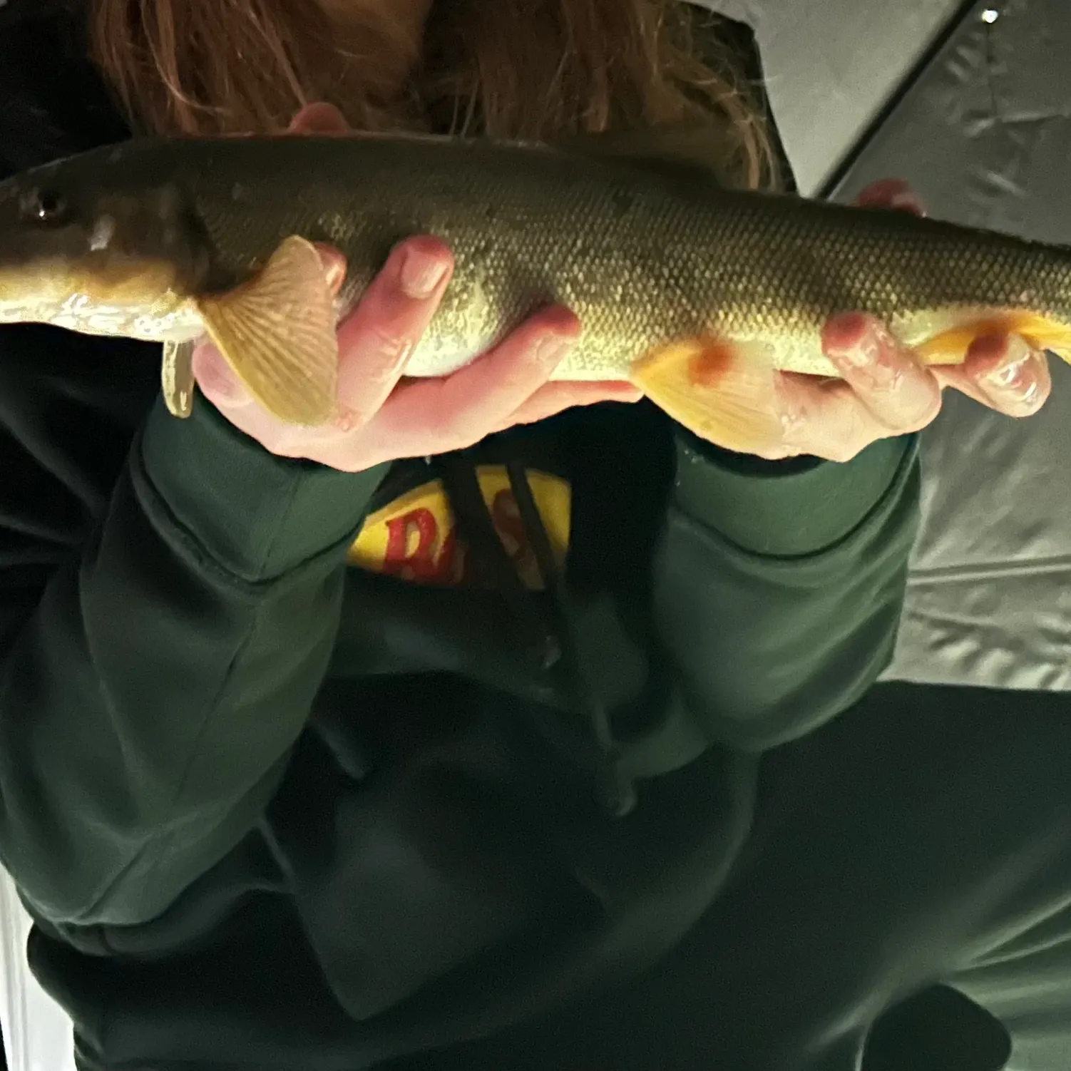 The most recent White sucker catches on Fishbrain