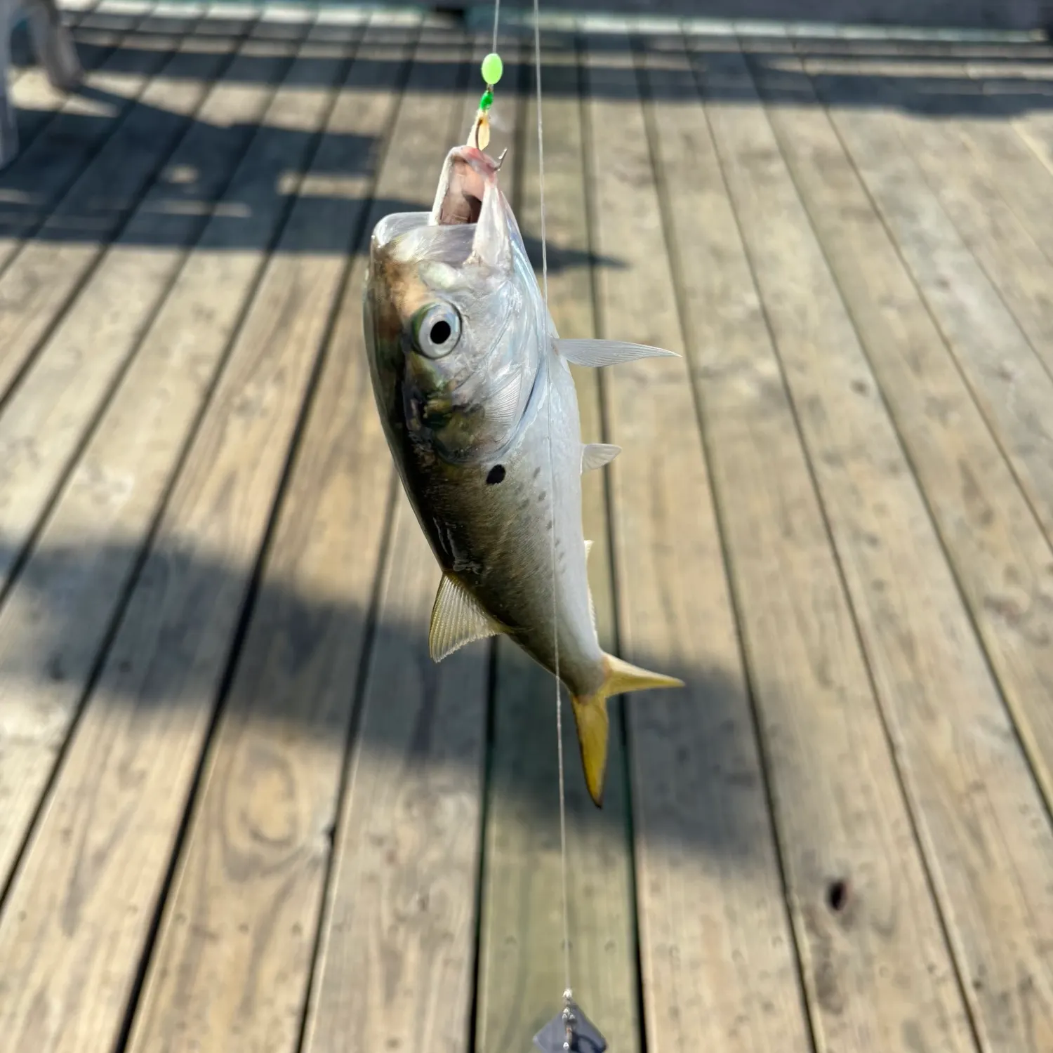 The most recent Gulf menhaden catches on Fishbrain