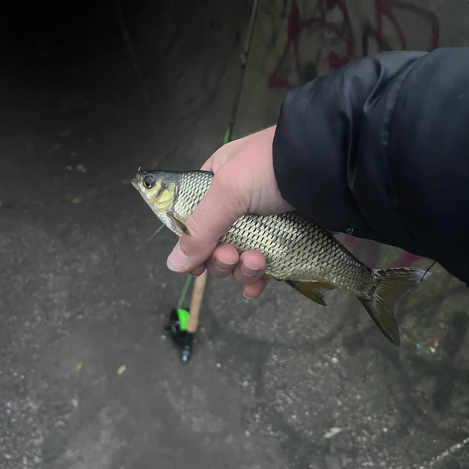 The most recent Golden shiner catches on Fishbrain