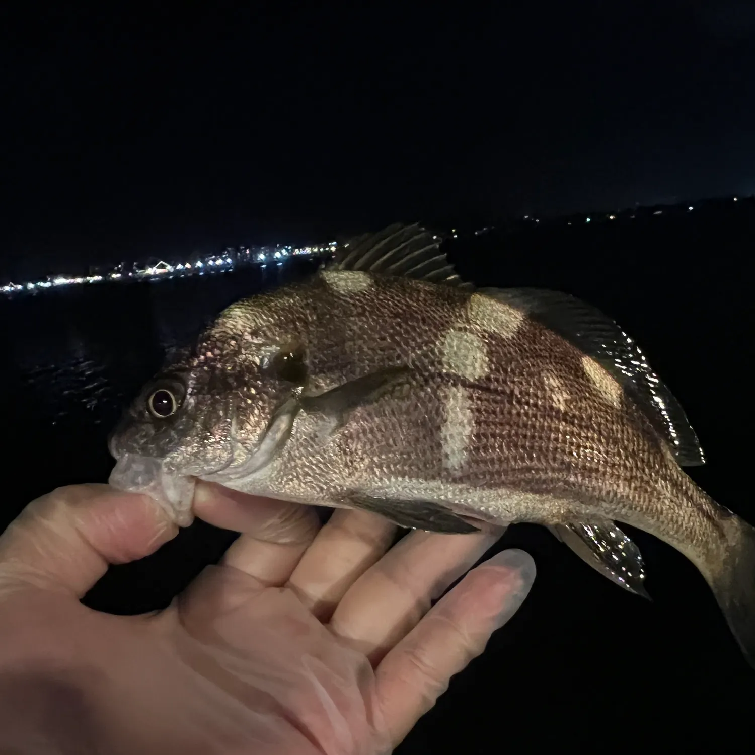 The most recent Black croaker catches on Fishbrain