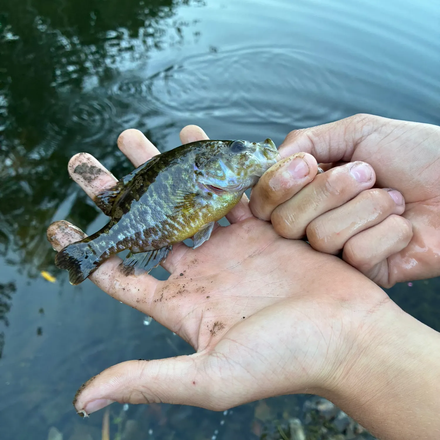 Warmouth caught on Fishbrain