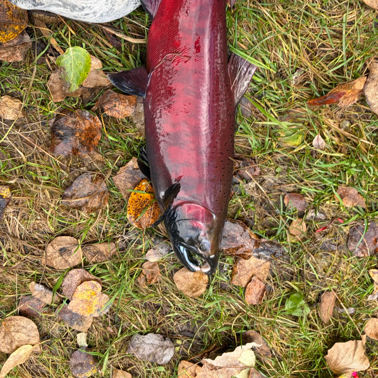 Coho salmon caught on Fishbrain