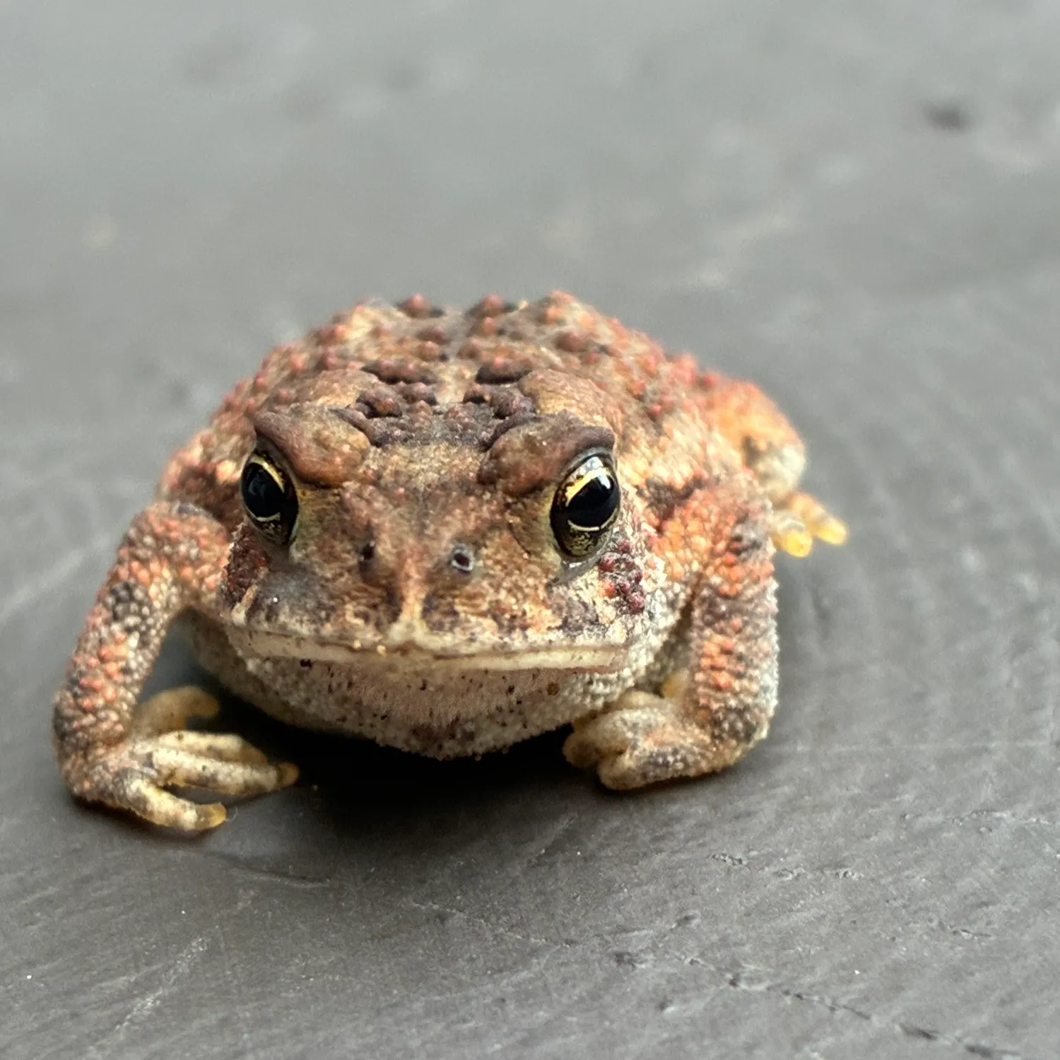 The most recent Green frog catches on Fishbrain