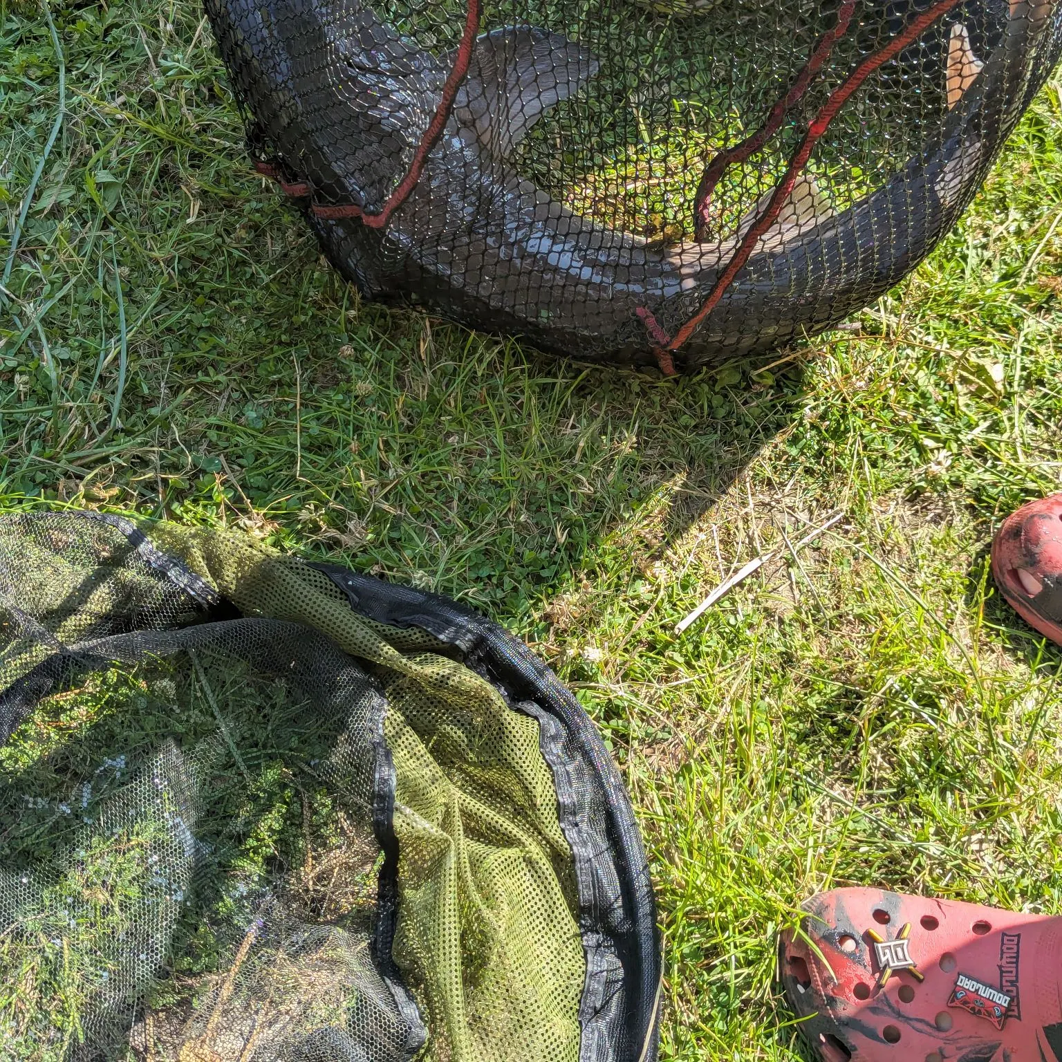 The most recent Sakhalin sturgeon catches on Fishbrain