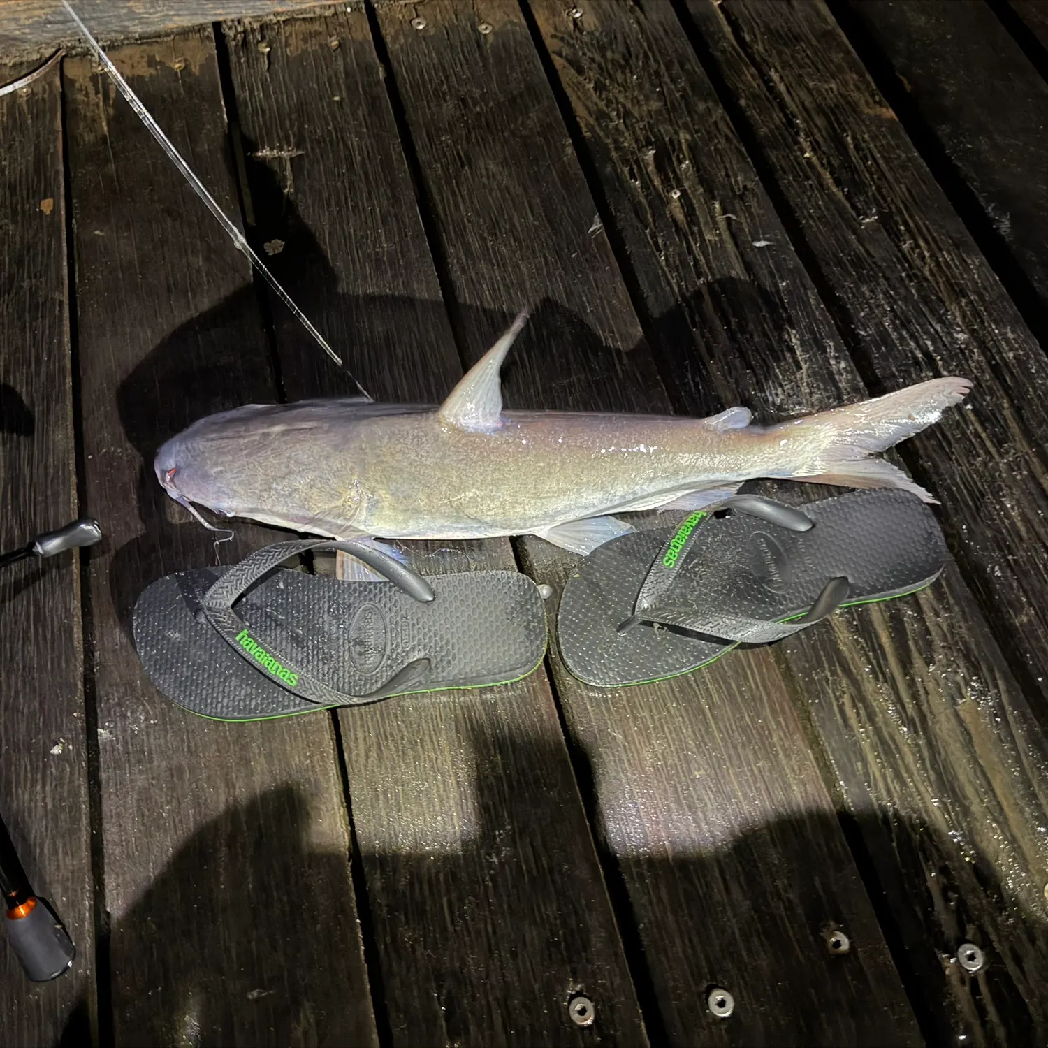 The most recent Giant sea catfish catches on Fishbrain