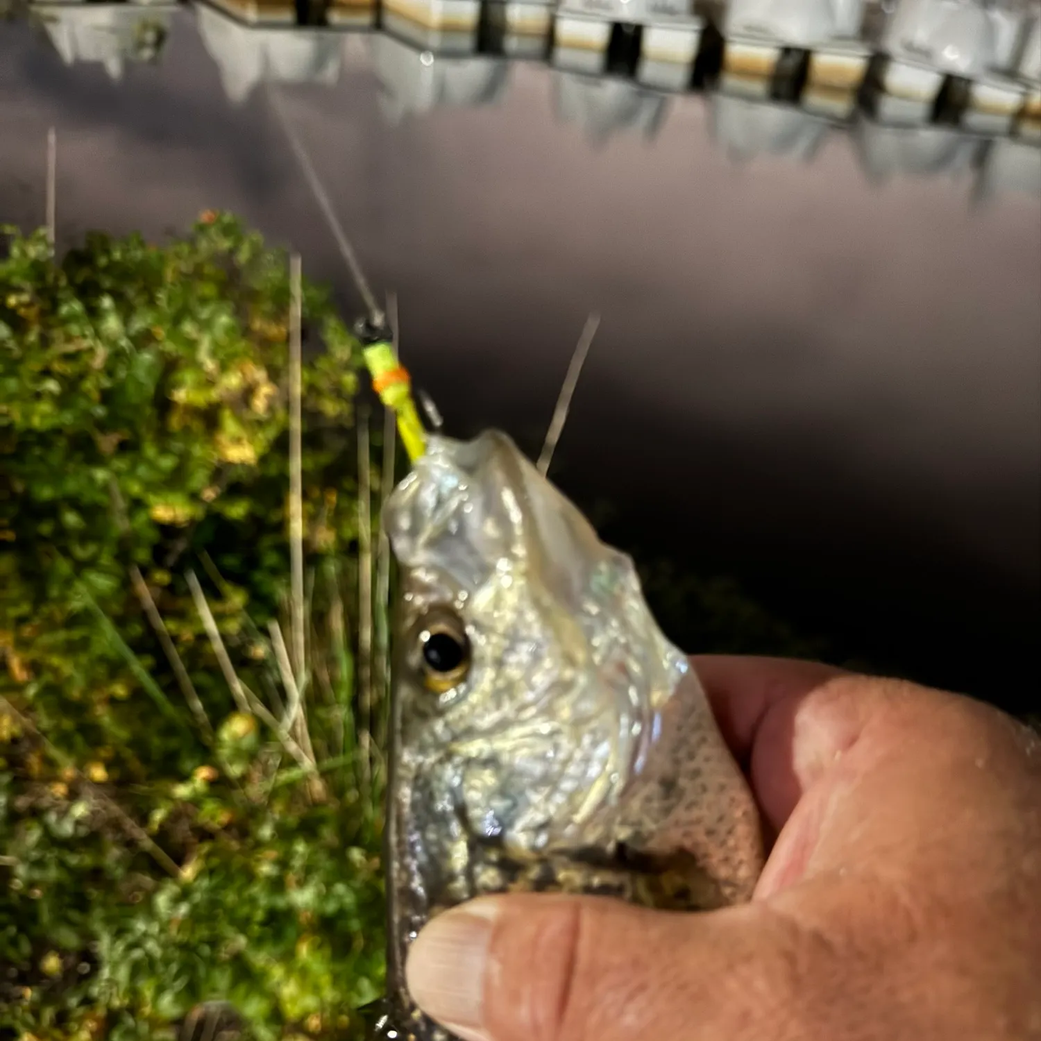Black crappie caught on Fishbrain