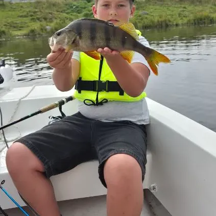 European perch caught on Fishbrain