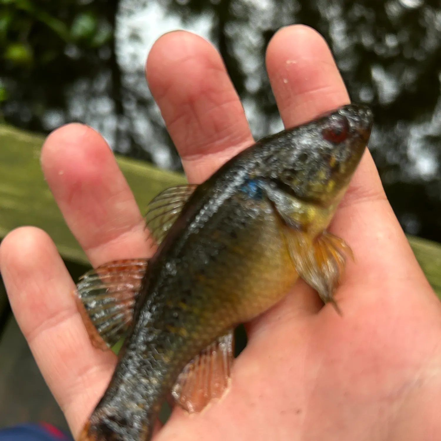 The most recent Fat Sleeper catches on Fishbrain