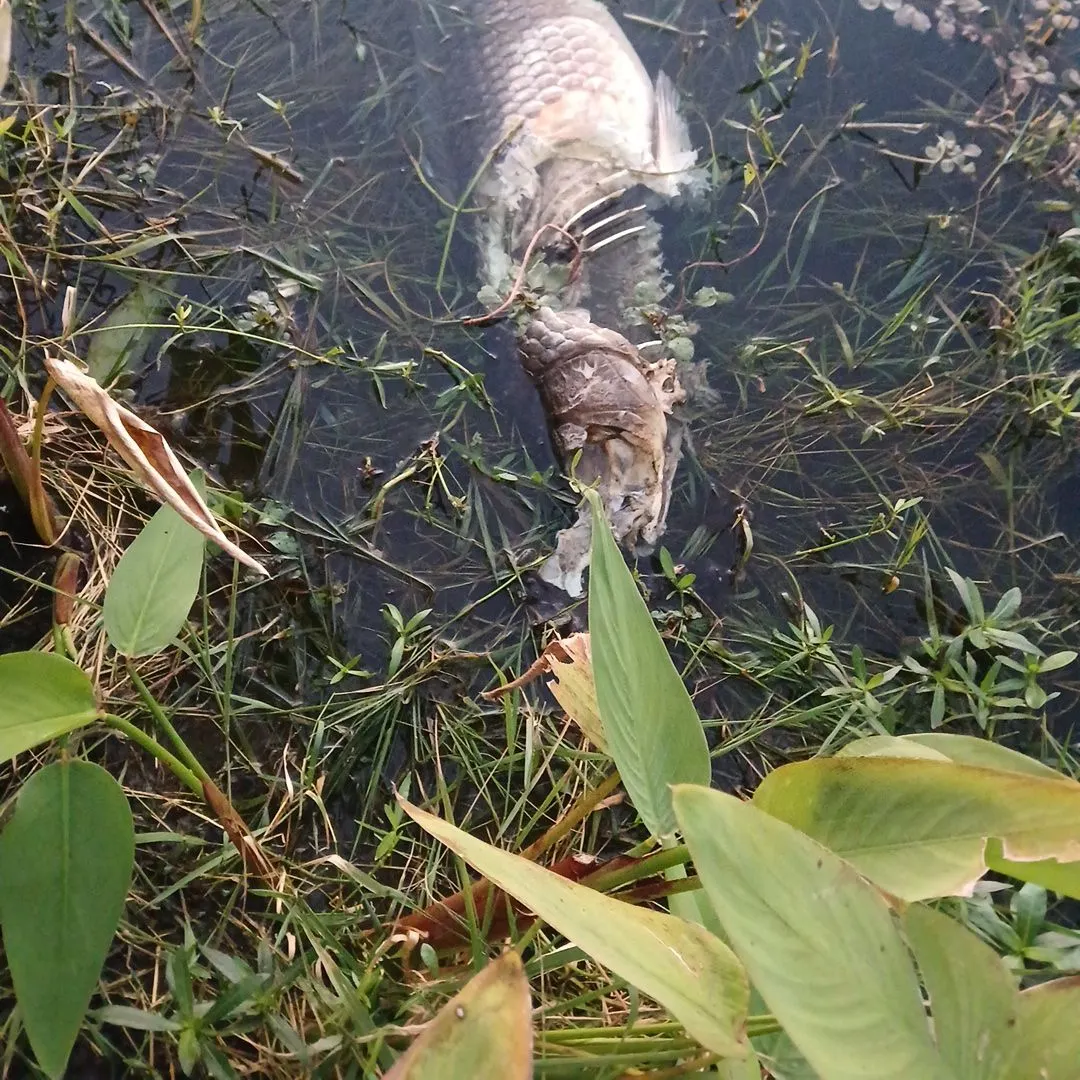 The most recent Tarpon catches on Fishbrain