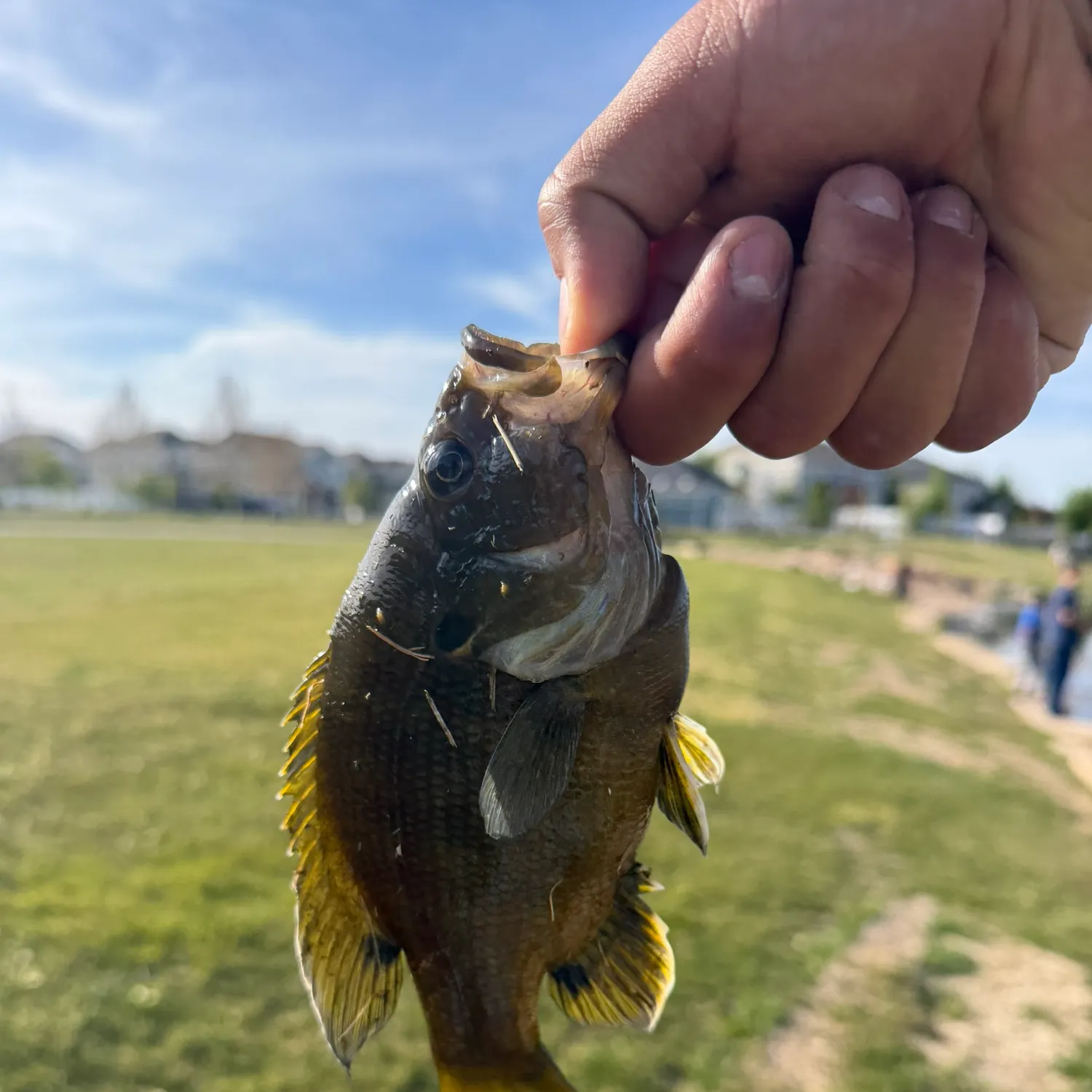 catch
