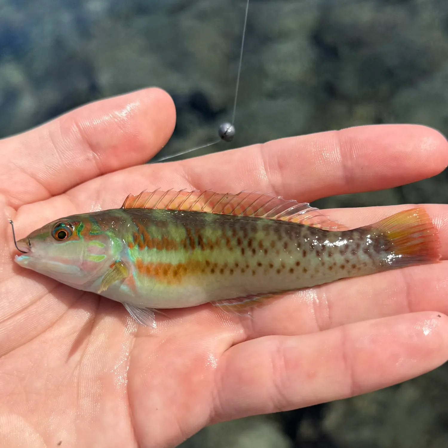 The most recent Blackear wrasse catches on Fishbrain