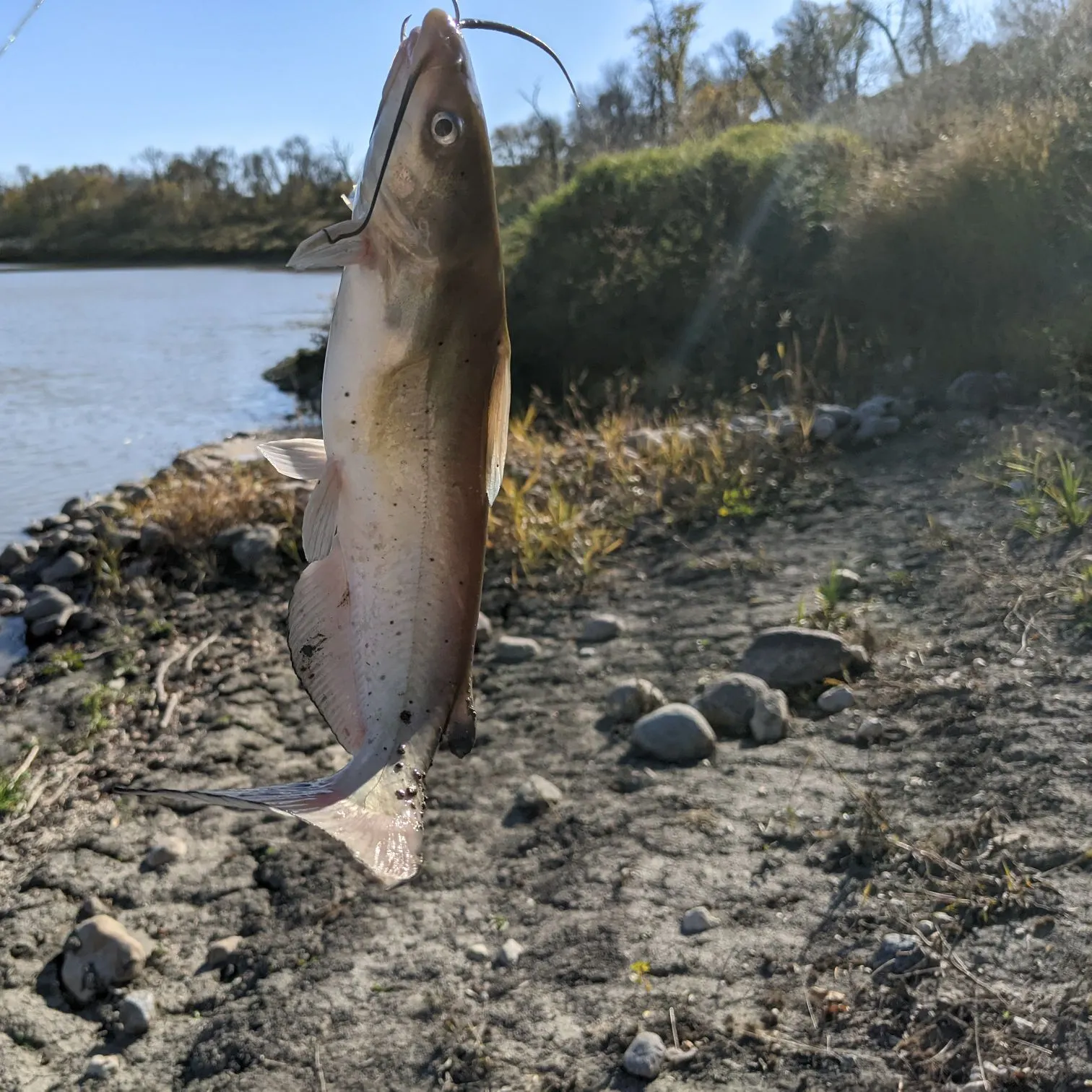 Channel catfish caught on Fishbrain